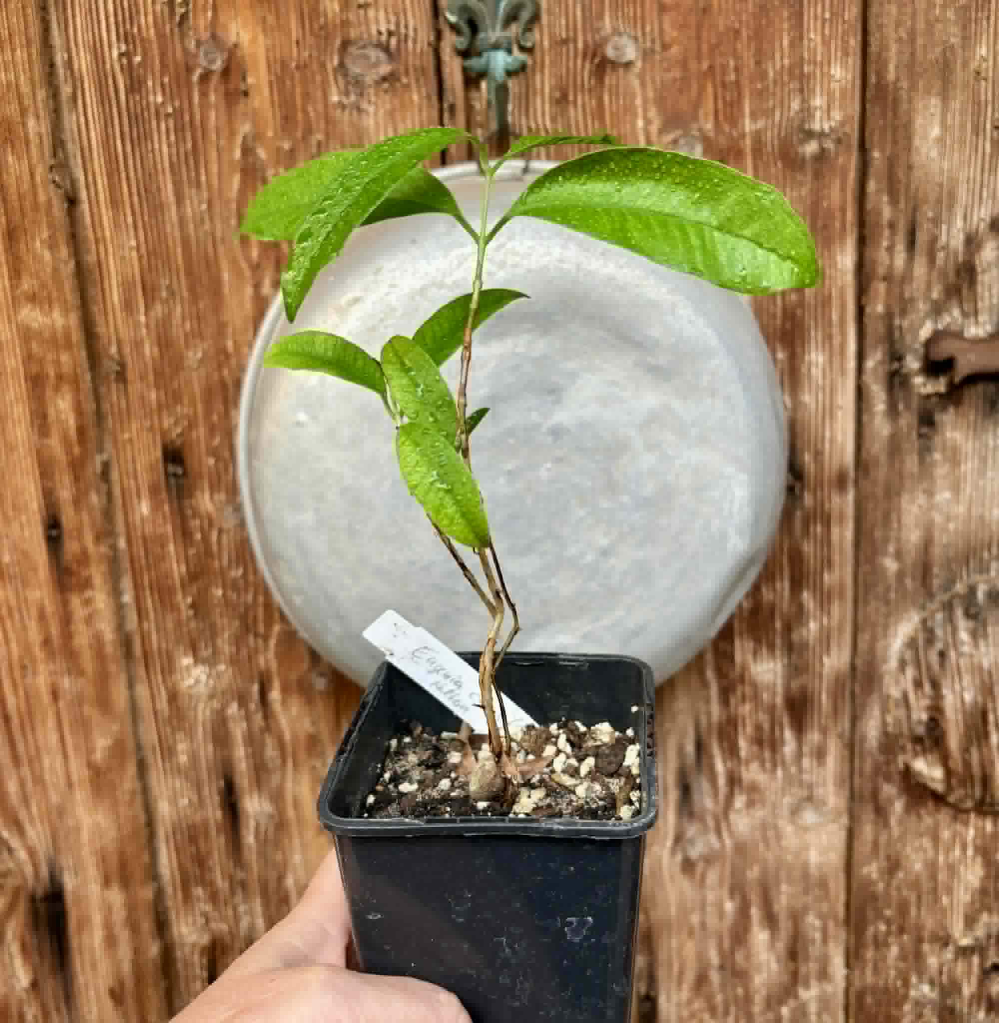 Eugenia cerasiflora - 1 potted plant - 1 getopfte Pflanze