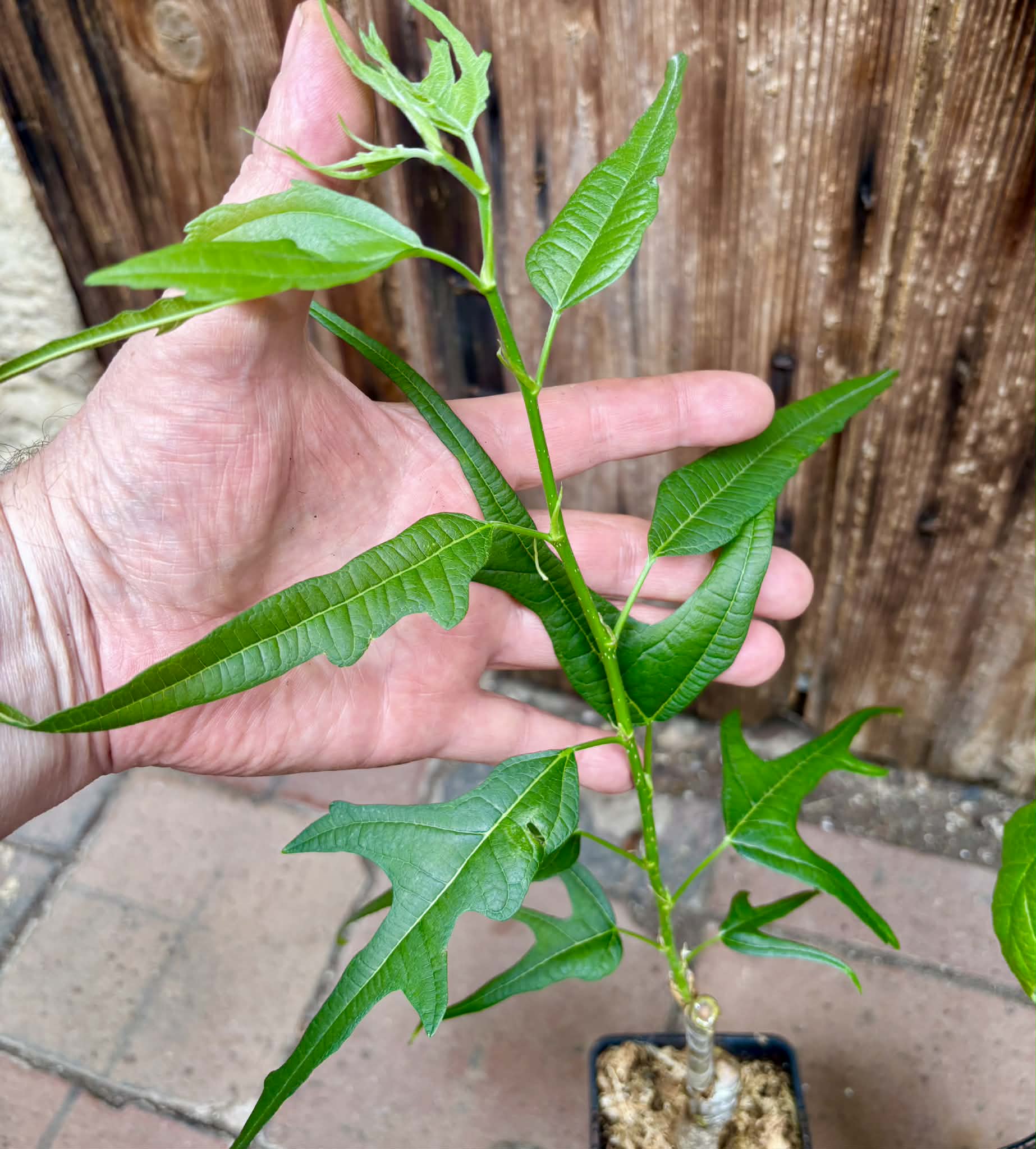2 plants!  Australian Black + Chicken Claw - 2 grafted, potted plants / 2 veredelte, getopfte Pflanzen
