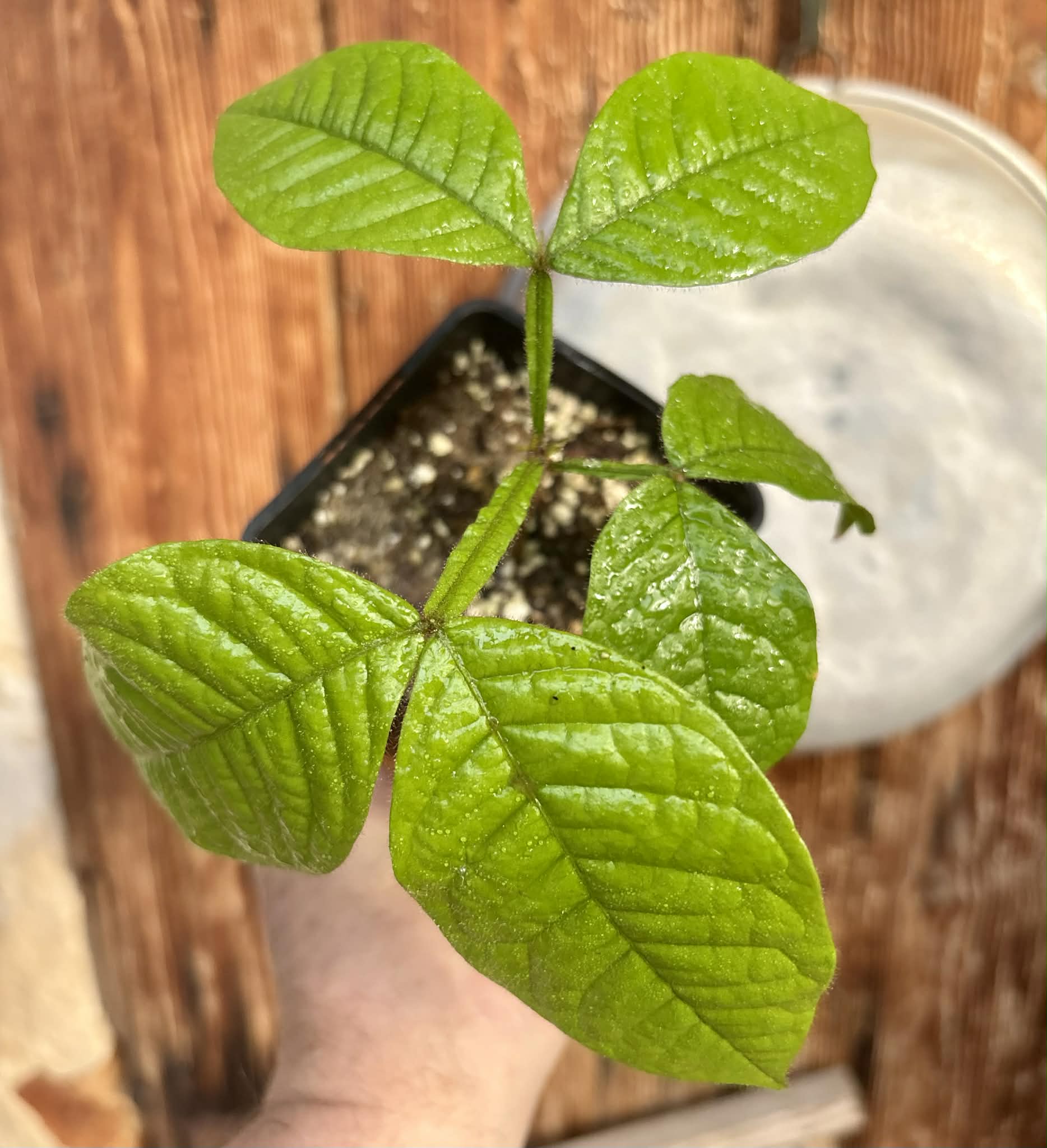 Inga aptera  - 1 potted plant / 1 getopfte Pflanze
