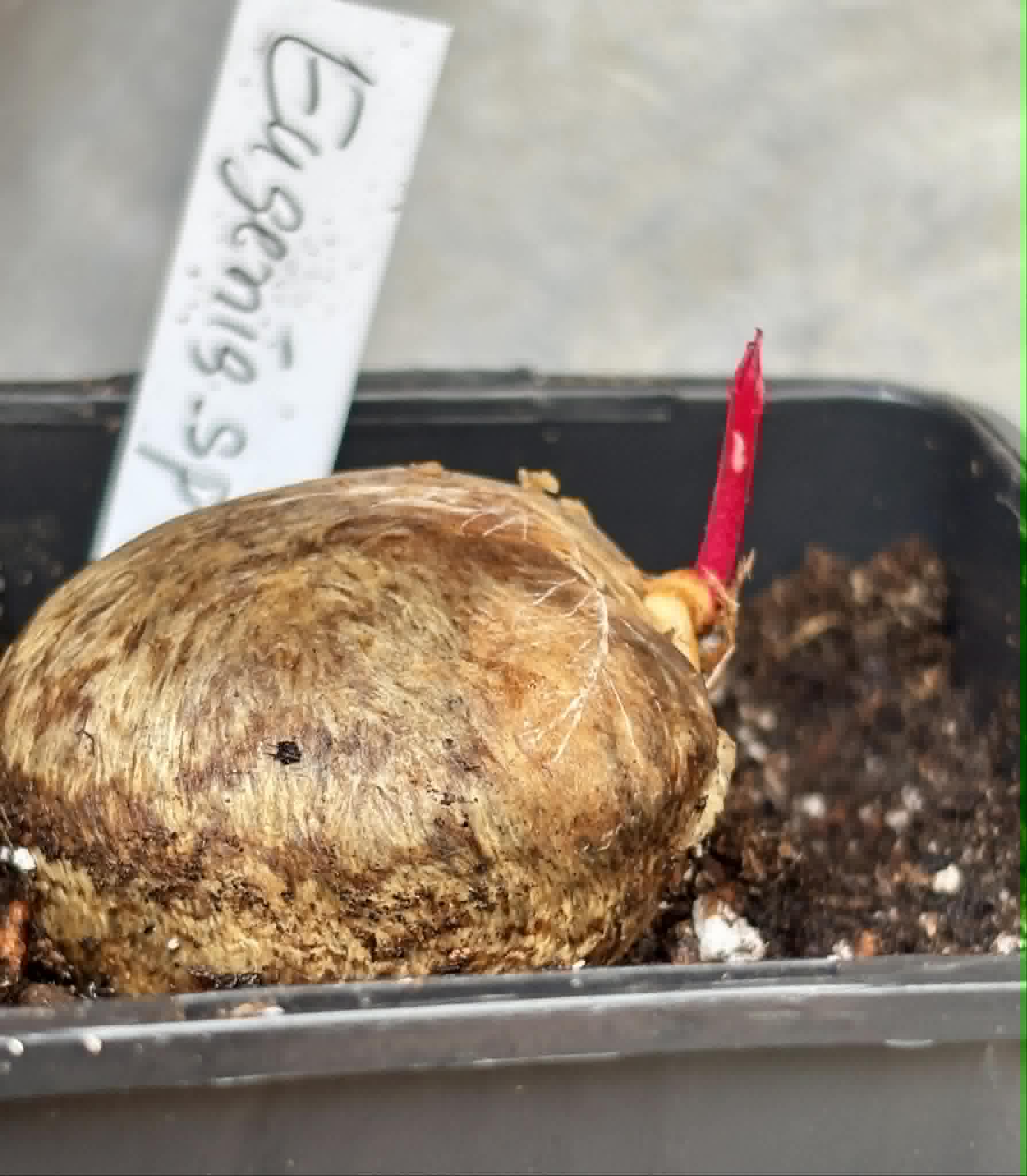 Eugenia sp Plinioides -  1 potted seedling / 1 getopfter Sämling