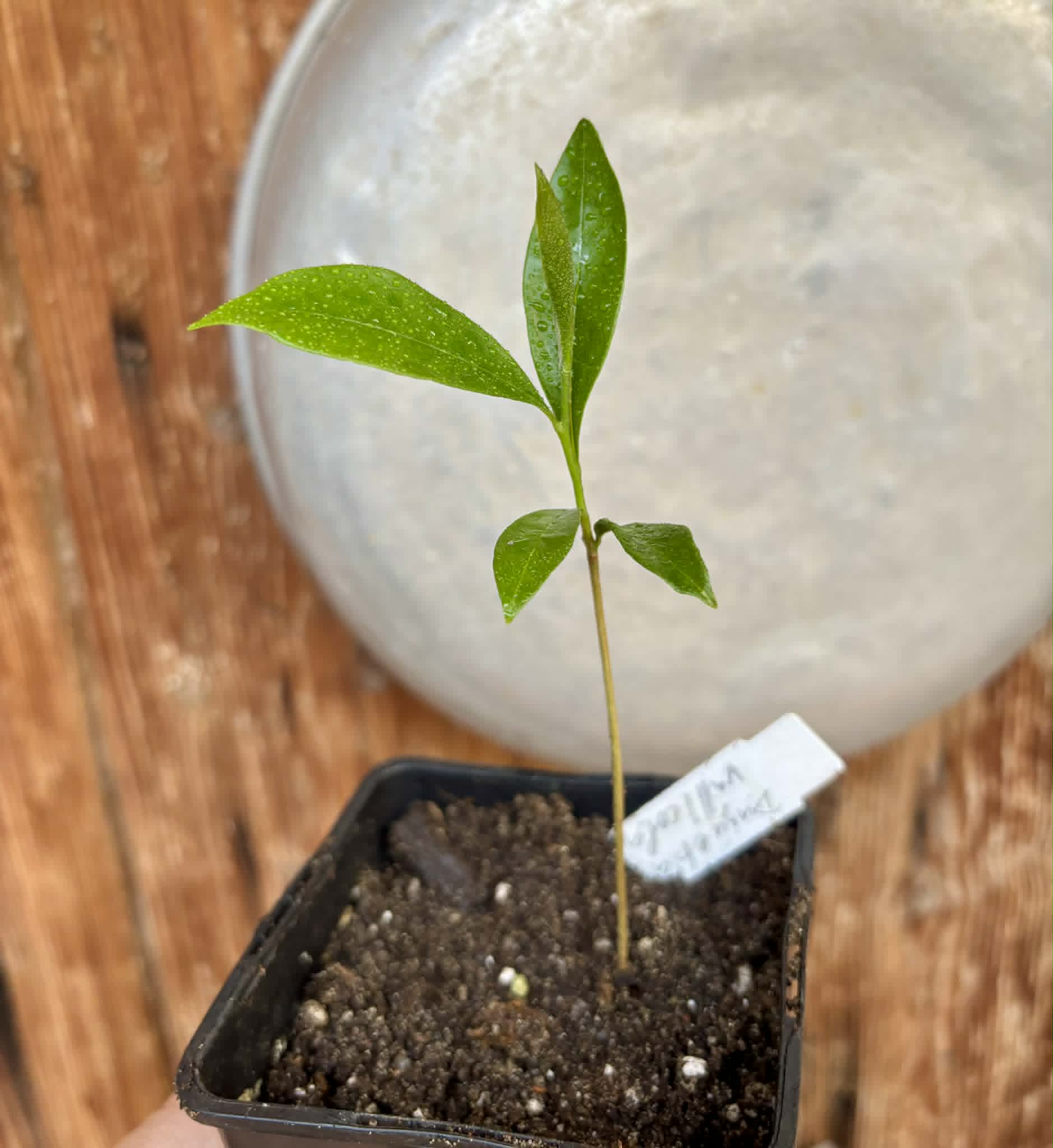 Duguetia cf. vallicola  - 1 potted seedling / 1 getopfter Sämling