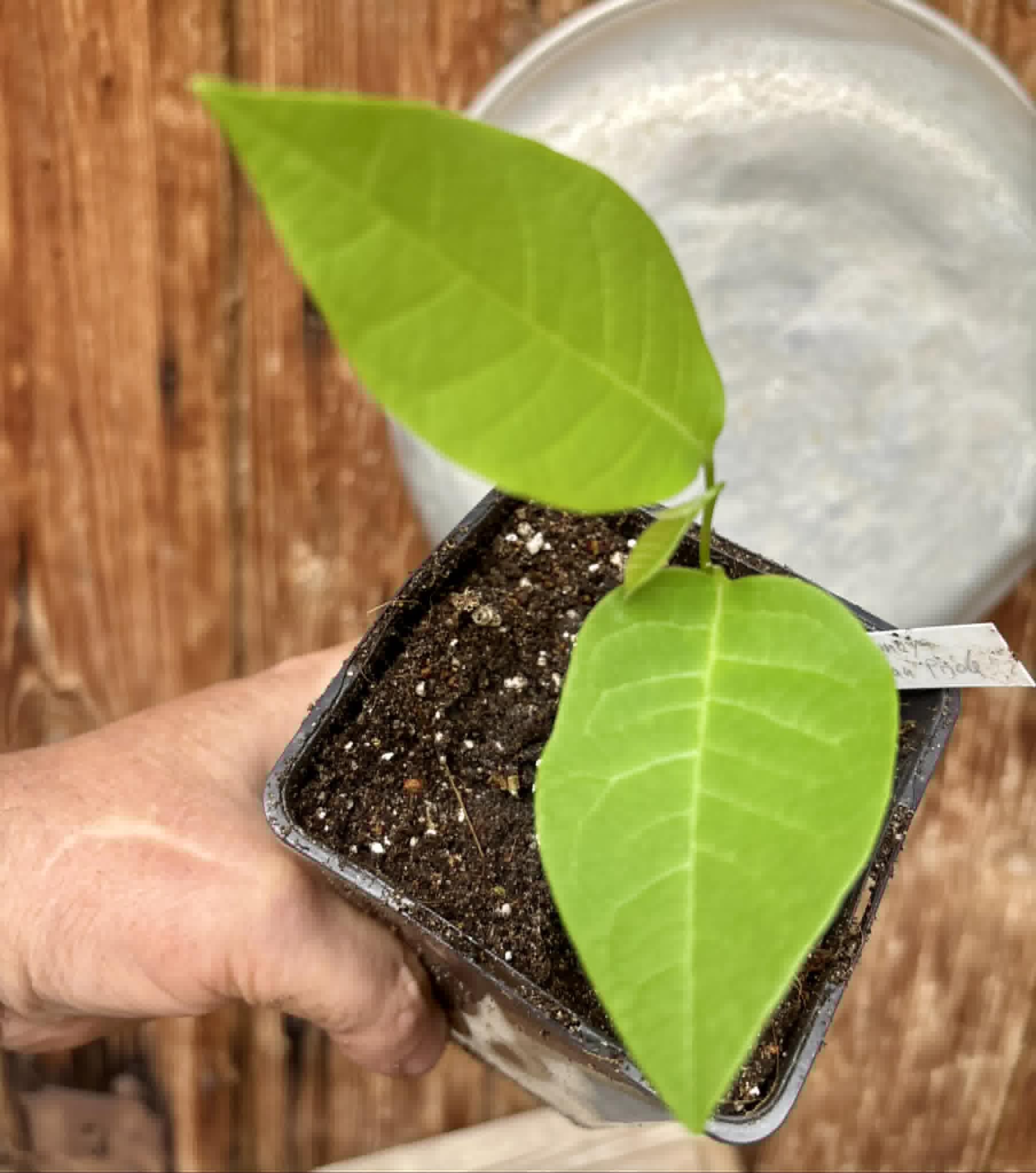 Atemoya African Pride - 1 potted seedling / 1 getopfter Sämling