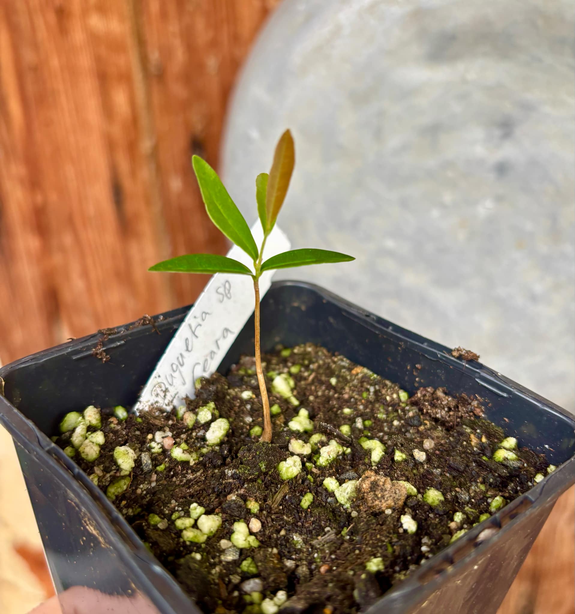 Duguetia sp Ceara - 1 small potted seedling / 1 kleiner, getopfter Sämling Duguetia sp Ceara - 1 small potted seedling / 1 kleiner, getopfter Sämling