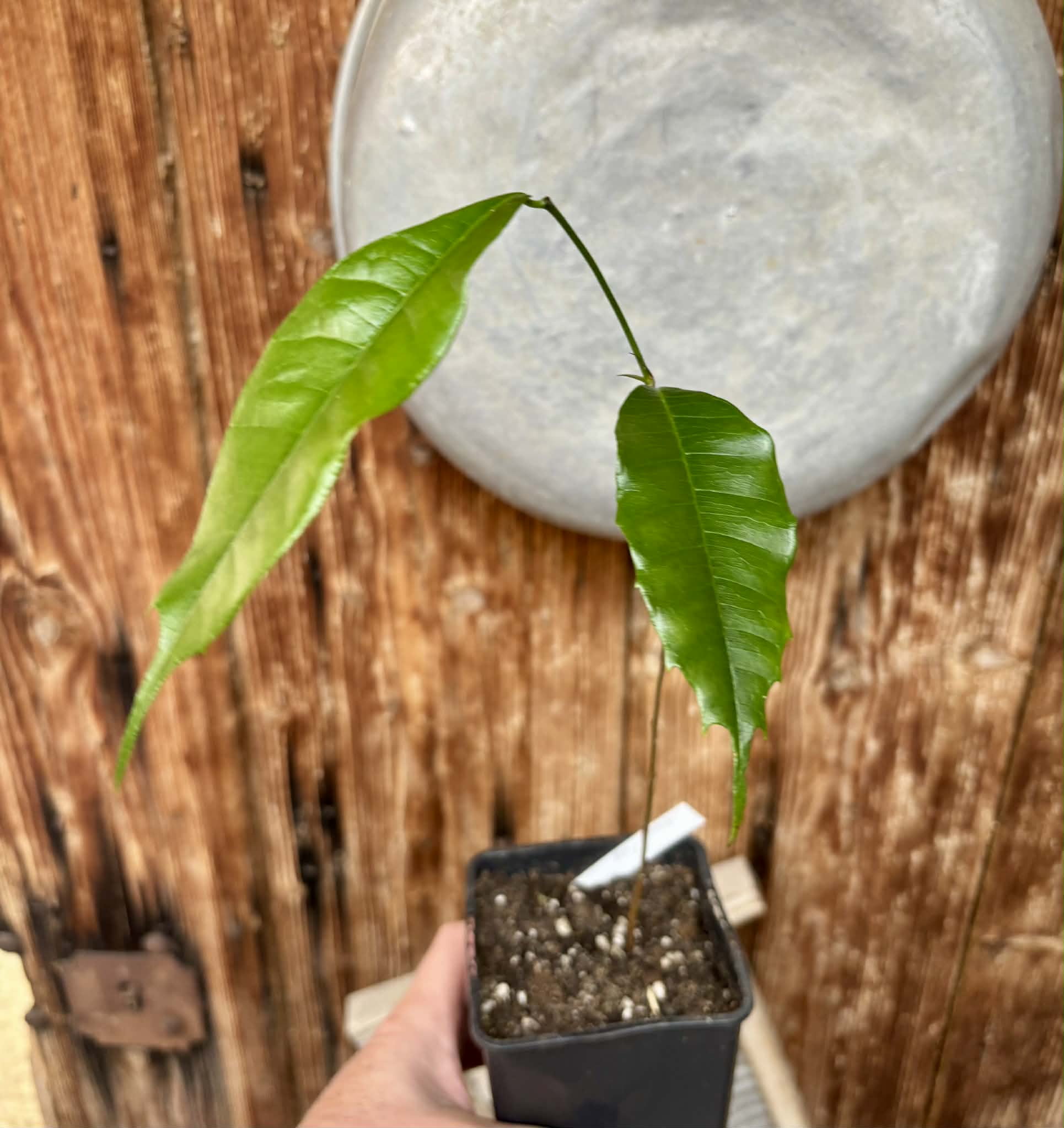 Brosimum alicastrum - Maya nut / Maya Nuss - 1 potted plant / 1 getopfte Pflanze