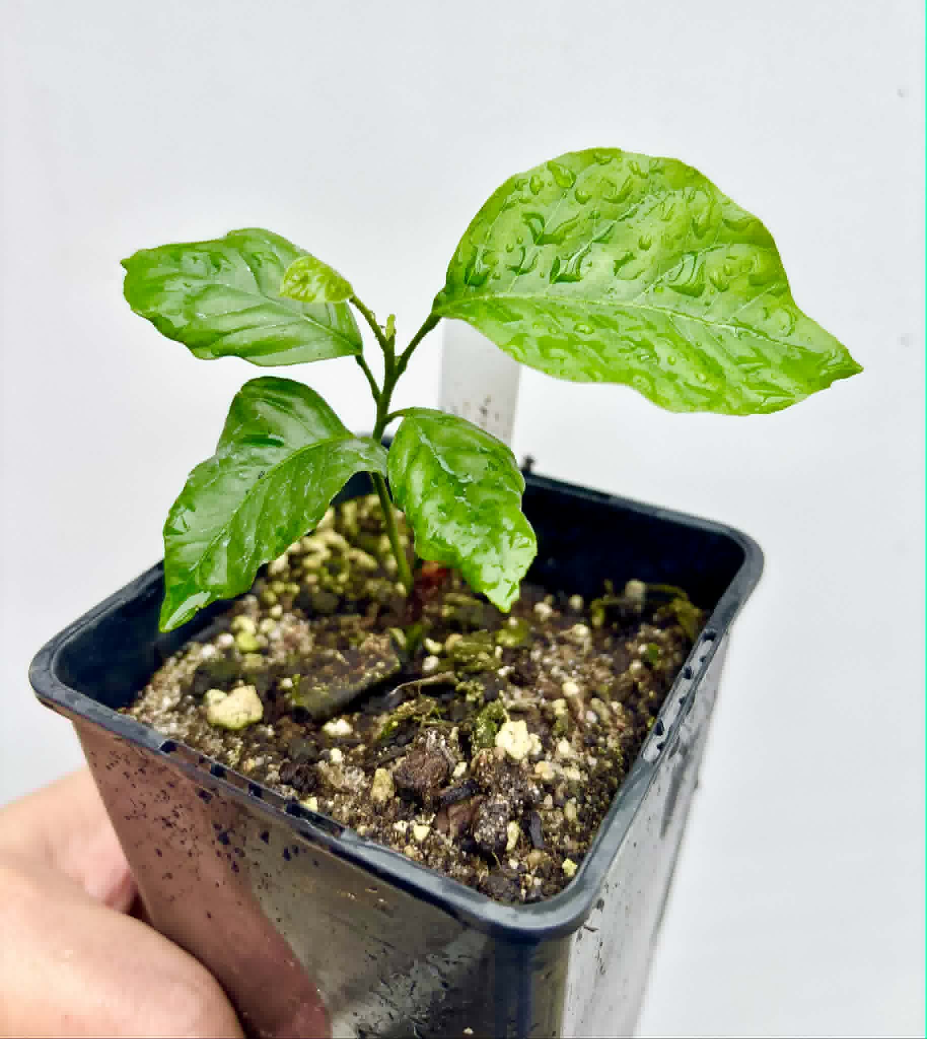 Wampee (Clausena lansium) - 1 potted seedling / 1 getopfter Sämling
