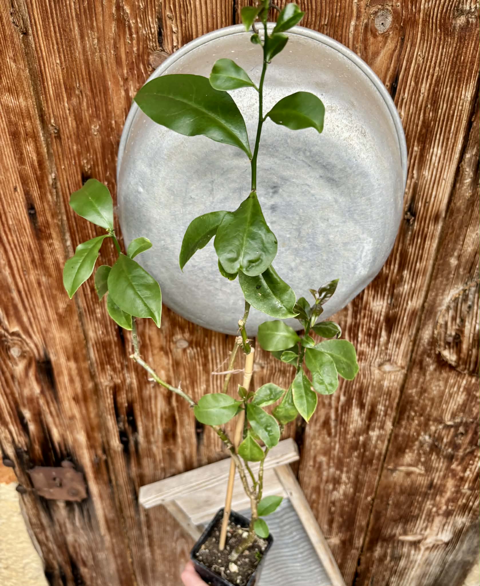 Barbados Gooseberry - Pereskia aculeata- 1 potted plant / 1 getopfte Pflanze