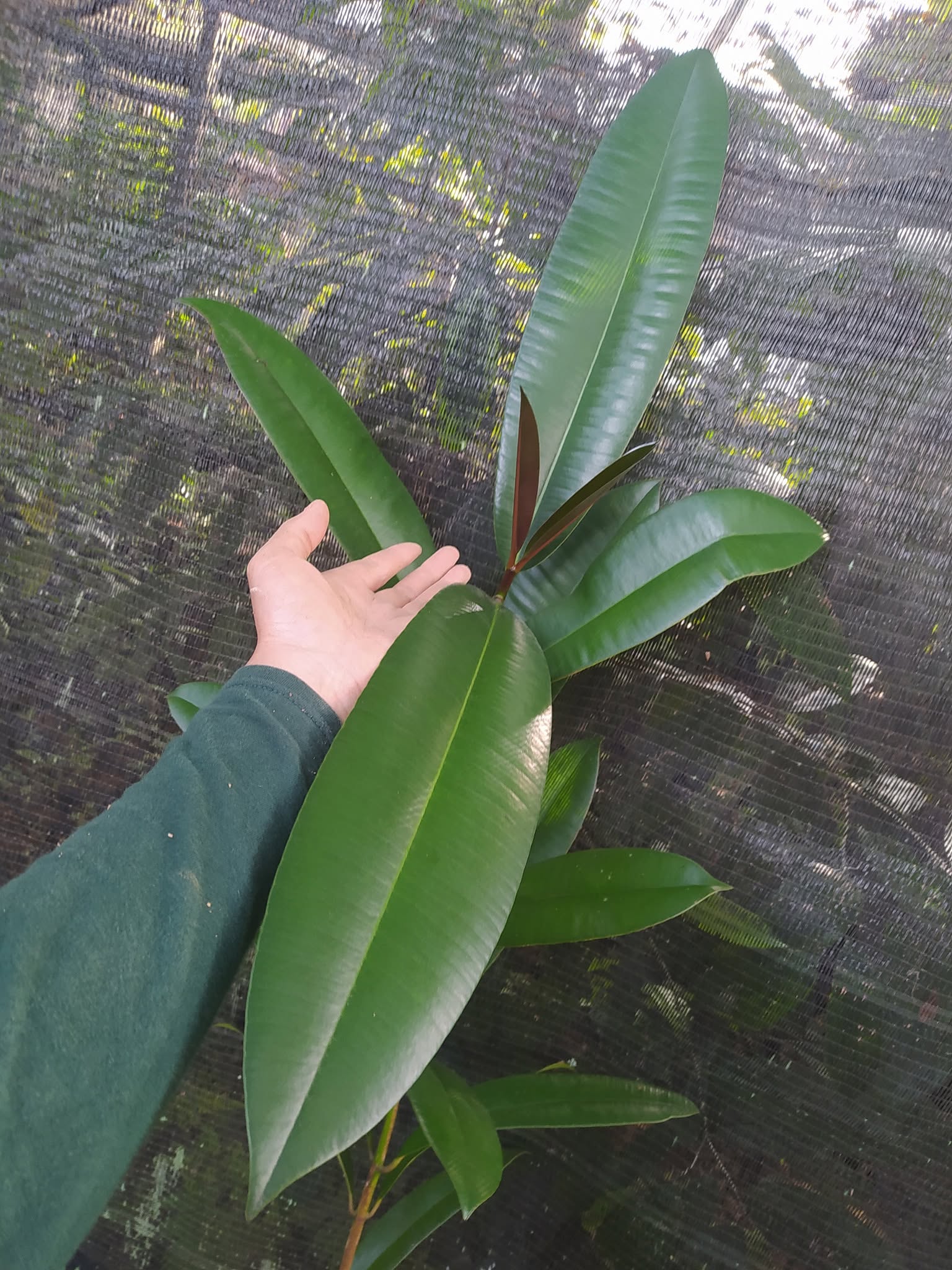 Pre Order - Garcinia latissima - 1 fresh seed / 1 frischer Samen