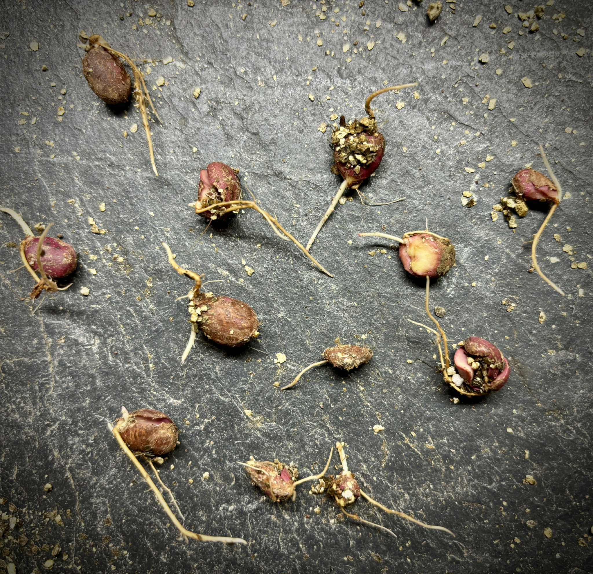 Jaboticaba Escarlate / Scarlet  (Plinia aureana x Red Hybrid) - 1 germinated seed / 1 gekeimter Samen