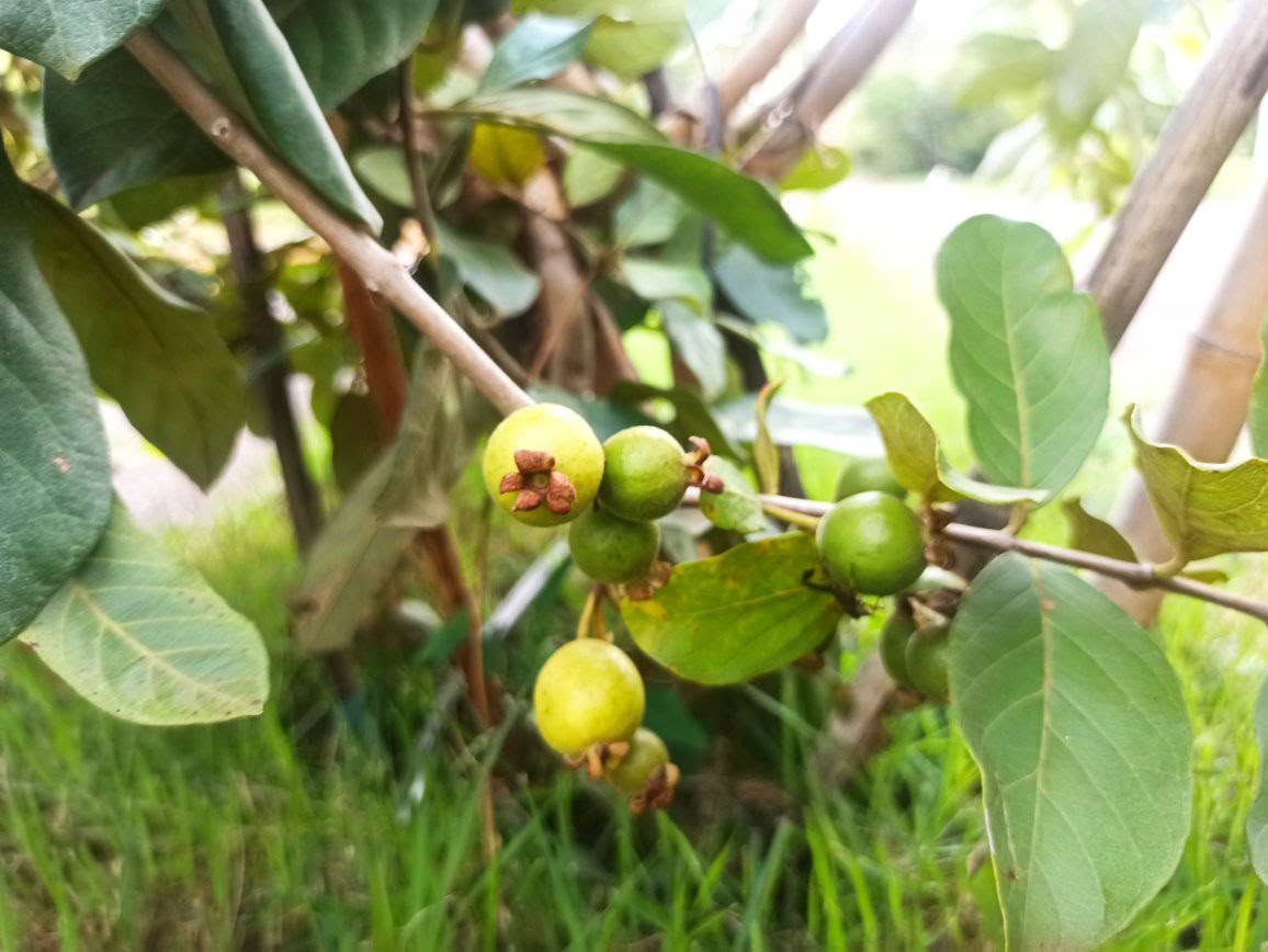 Brazilian Araçá Guava (Psidium guineense)  - 5 fresh seeds / 5 frische Samen