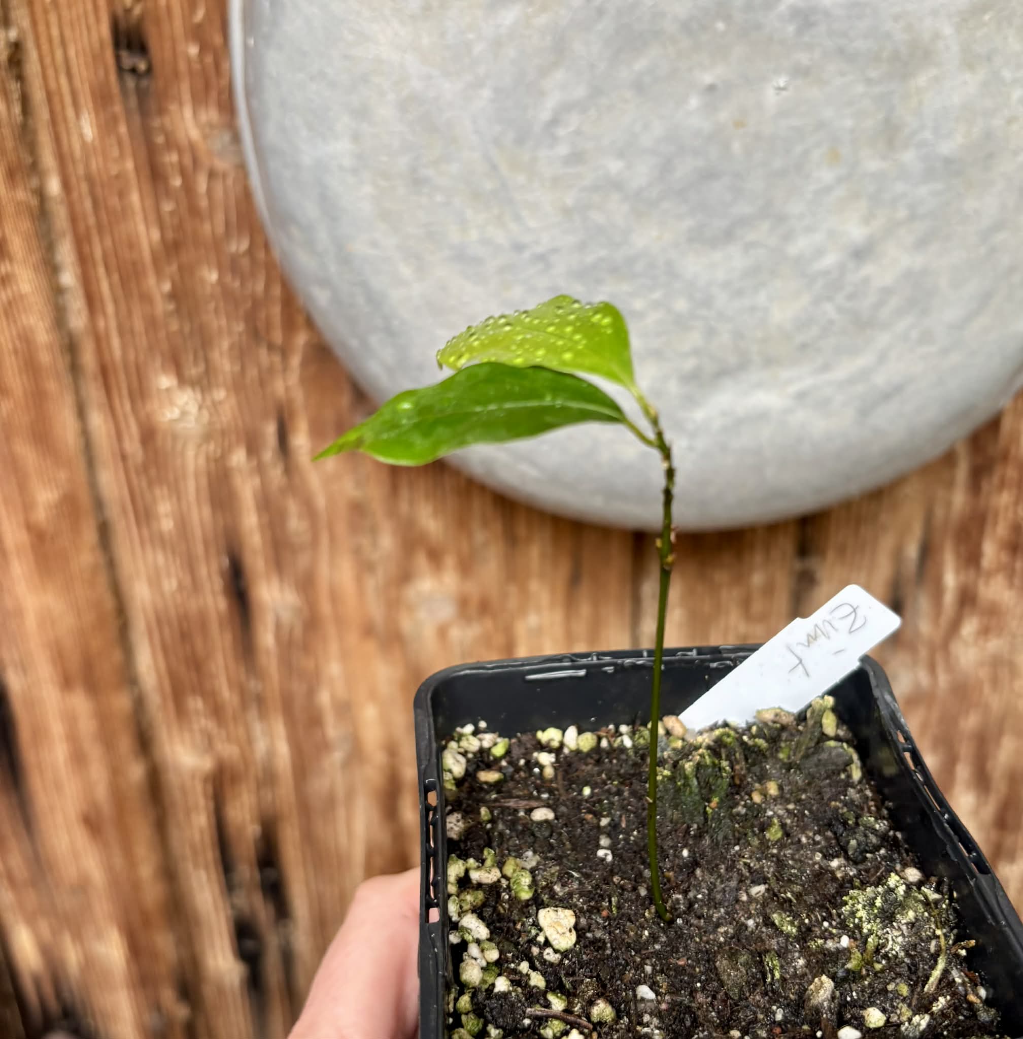 ZIMT - True Cinnamon (Cinnamomum verum) -  1 potted plant / 1 getopfte Pflanze