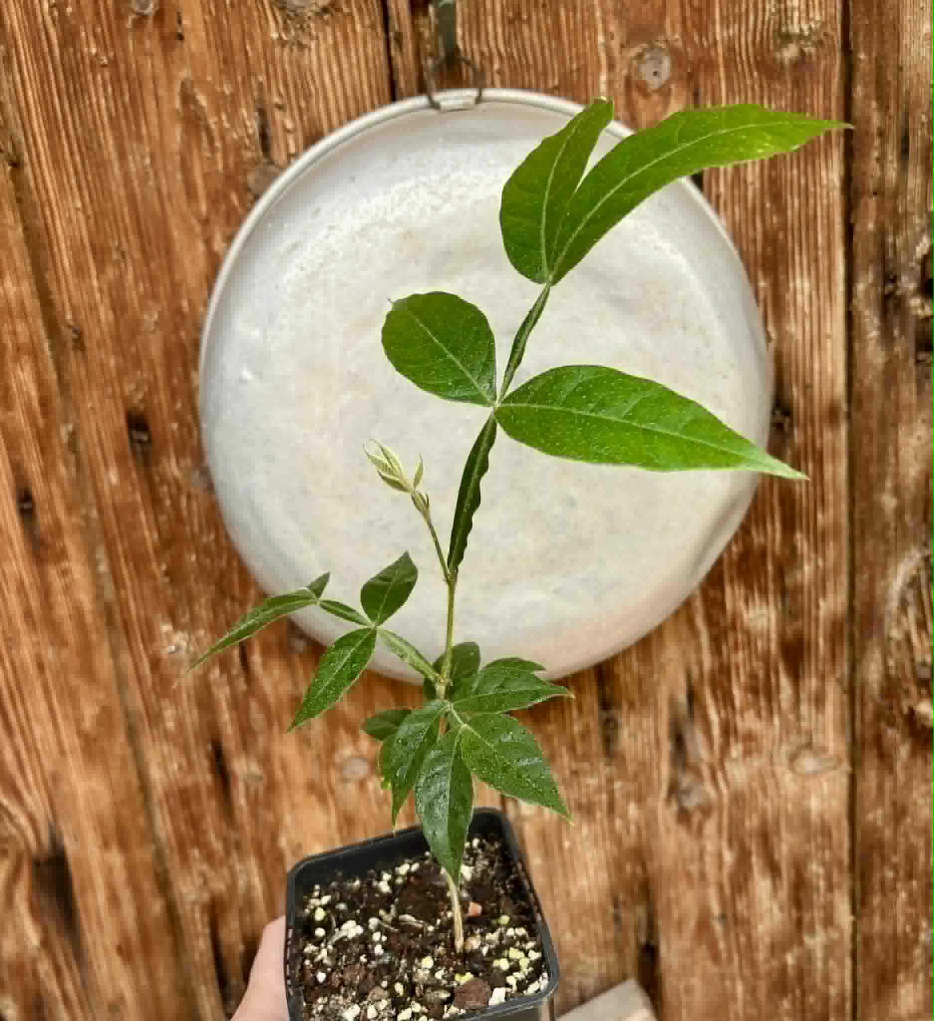 Inga velutina  - 1 potted seedling / 1 getopfter Sämling
