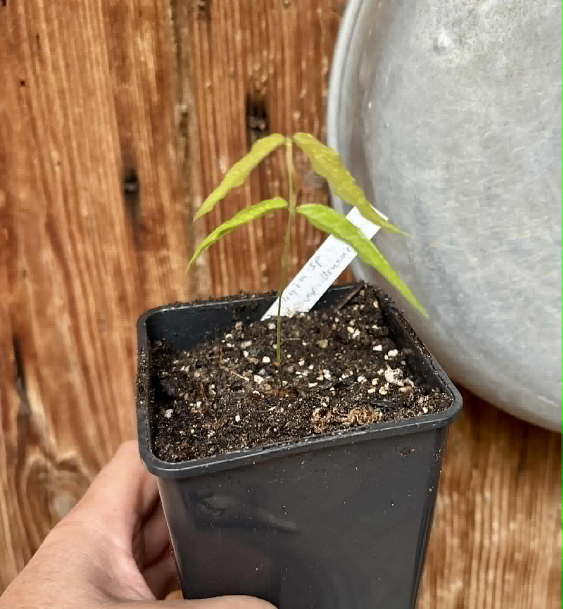 Plinia sp. Listrada var. Urucuca -  1 potted seedling / 1 getopfter Sämling