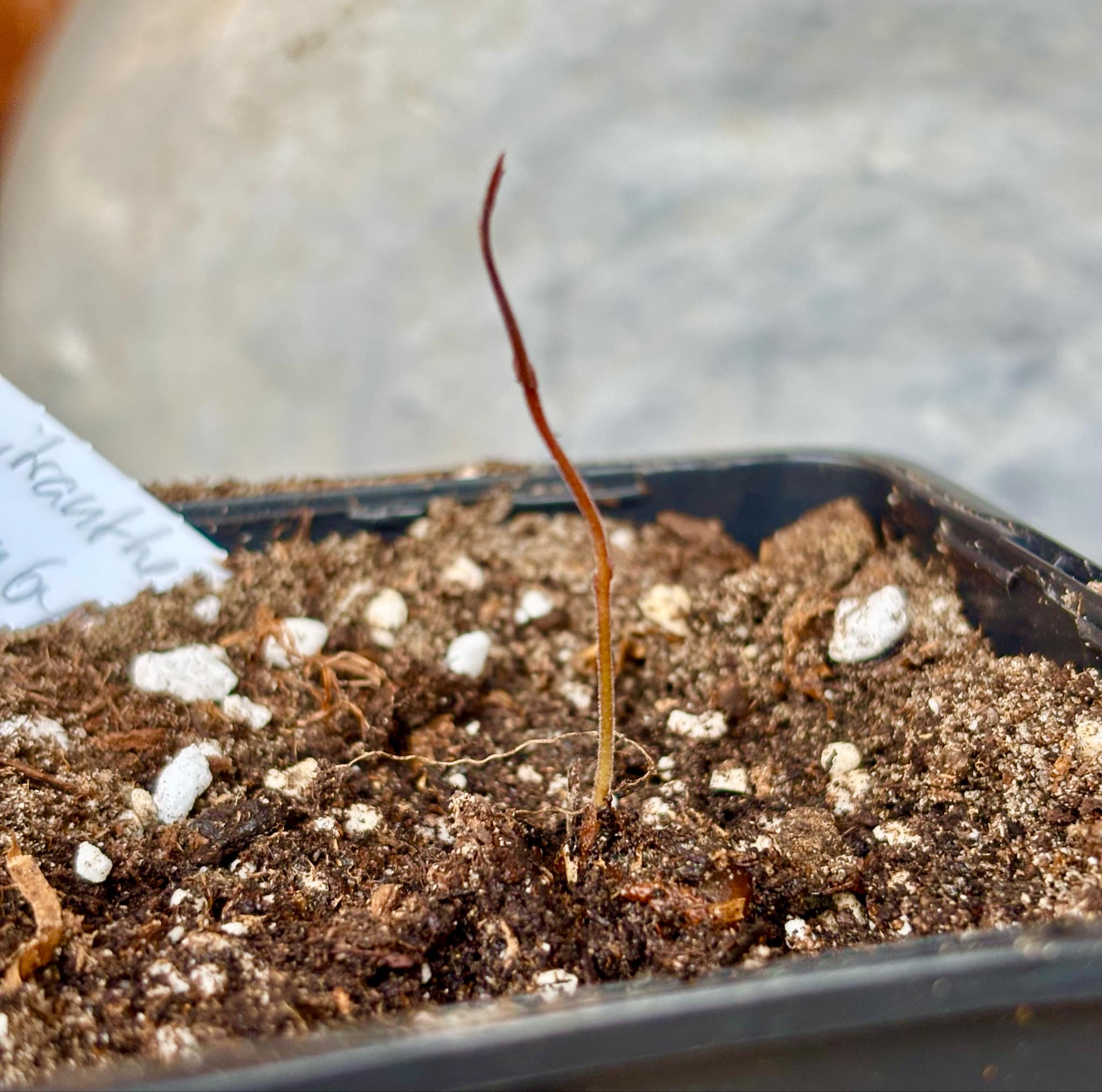 Neomitranthes sp Rubi - 1 fresh potted seedling / 1 frisch getopfter Sämling