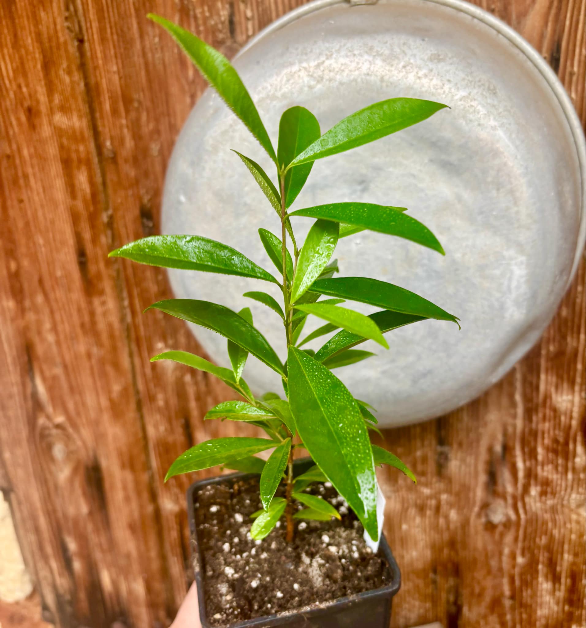 Eugenia involucrata var. Scarlet - 1 potted plant / 1 getopfte Pflanze