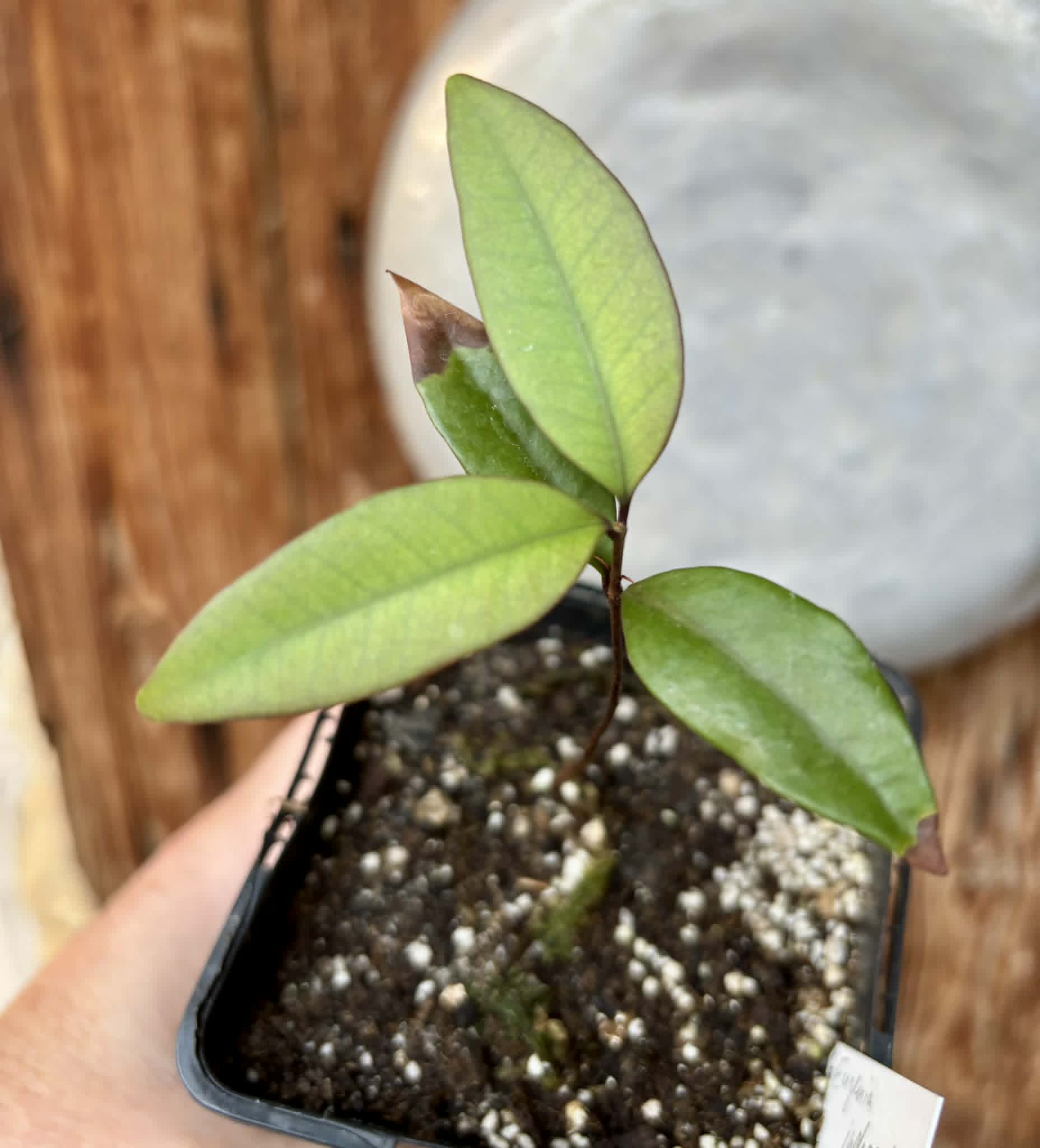 Eugenia sp Independencia - 1 potted seedling / 1 getopfter Sämling