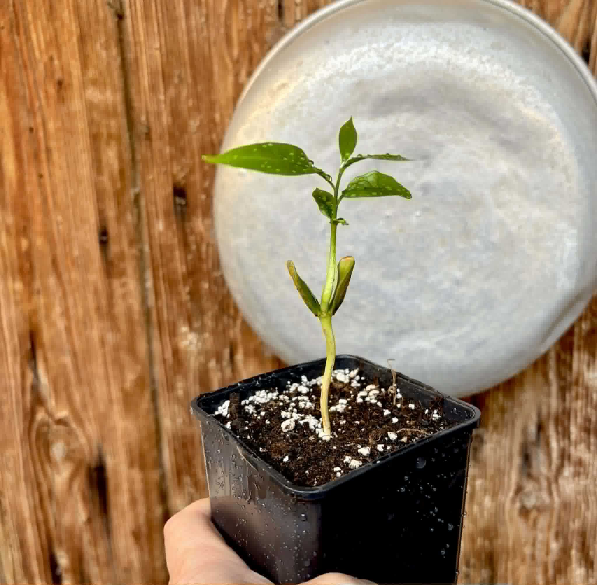 Chrysophyllum sp Abiu Rondonia - 1 potted seedling / 1 getopfter Sämling