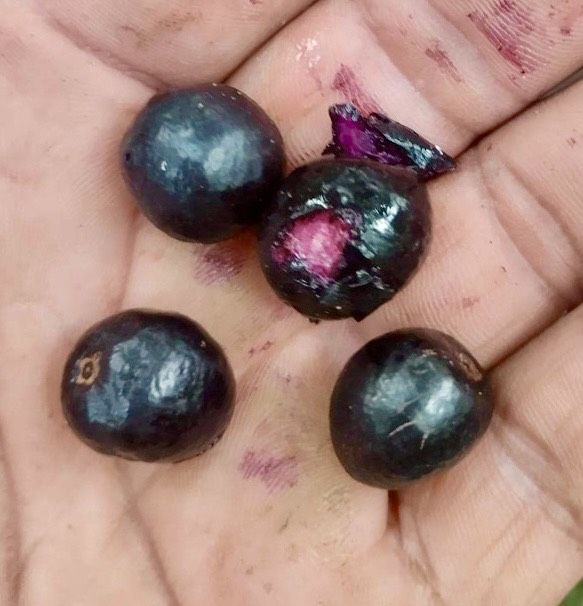 Collection of 5 Myrcia -  5 different potted plants / 5 verschiedene, getopfte Pflanzen