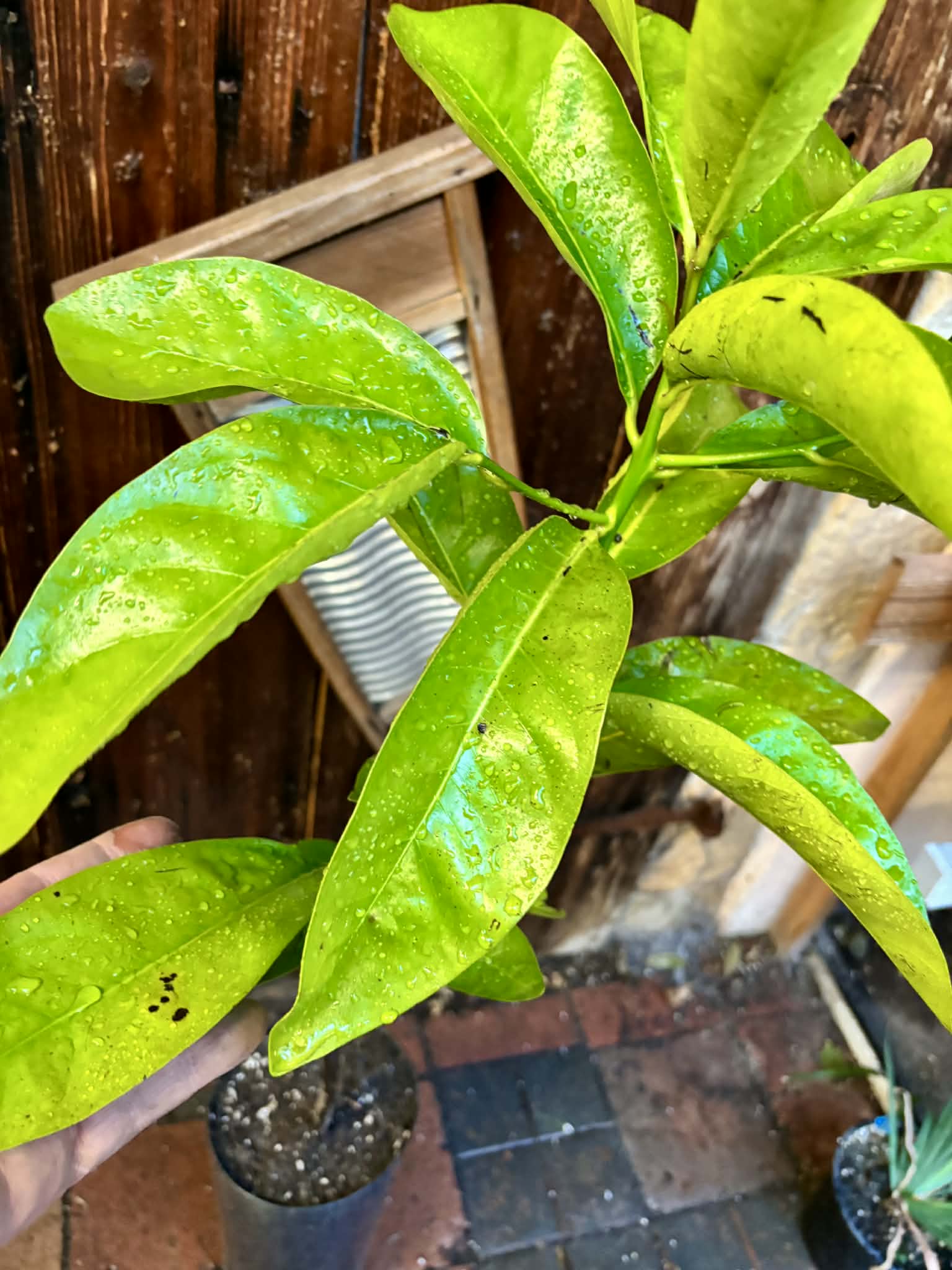 4 years old - Diospyros nigra - Black Sapote Nr.1 - 1 potted plant / 1 getopfte Pflanze