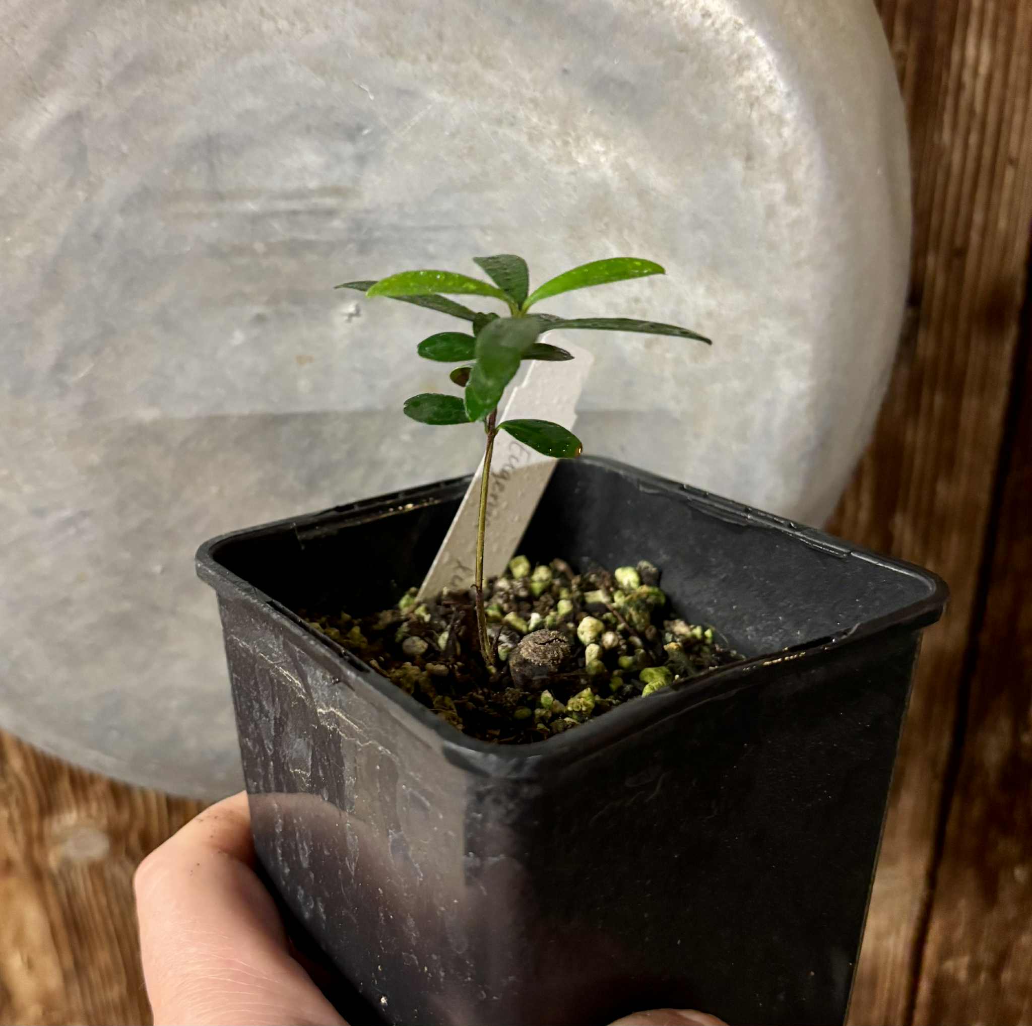 Pitomba (Eugenia luschnathiana) - 1 potted plant / 1 getopfte Pflanze