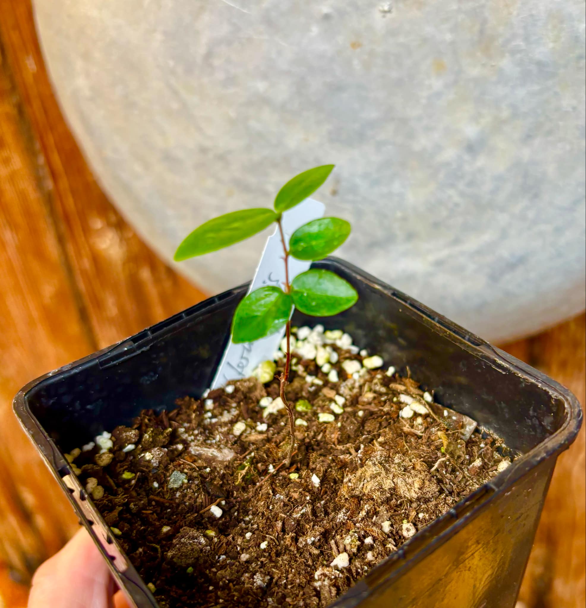 Eugenia subterminalis - 1 small potted seedling / 1 kleiner, getopfter Sämling