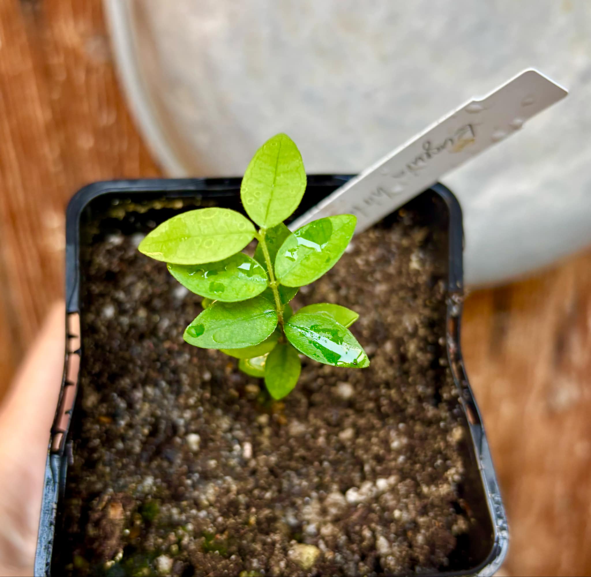 Eugenia hirta - 1 potted seedling/ 1 getopfter Sämling Eugenia hirta - 1 potted seedling/ 1 getopfter Sämling