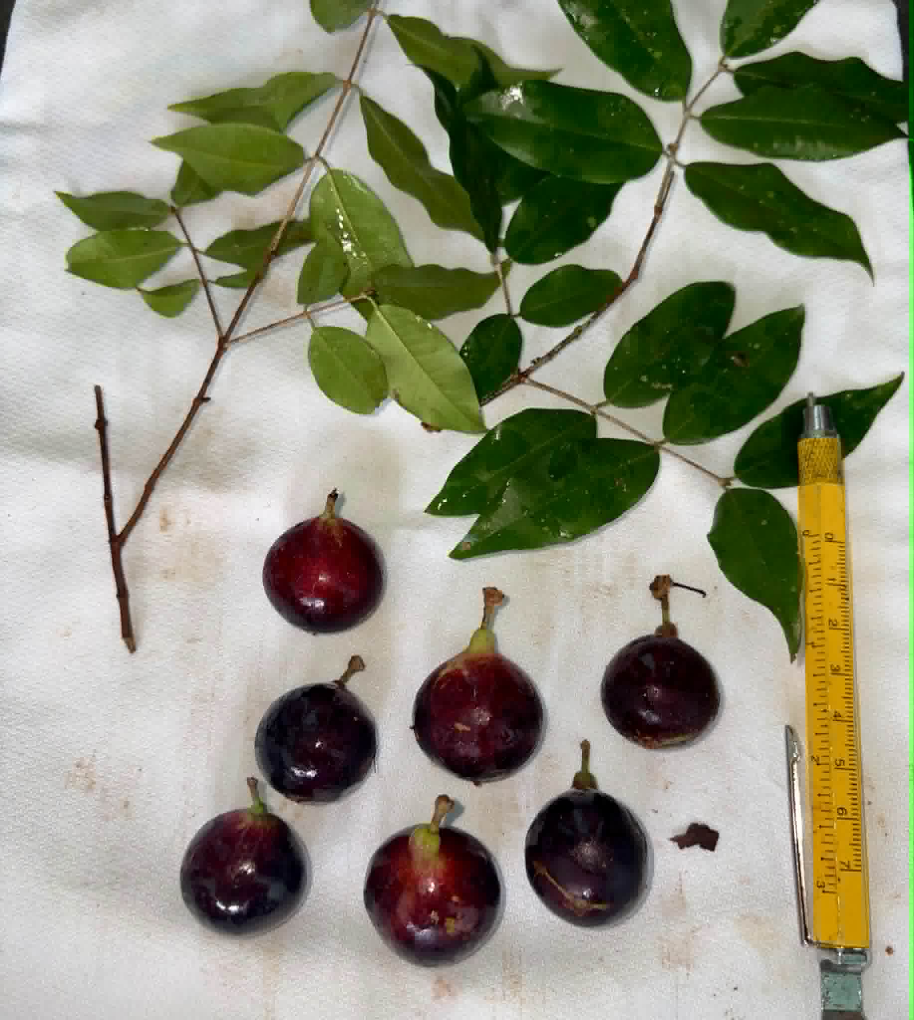 Pre Order - Plinia sp Rajada Cabo verde Urucuca- 1 fresh seed / 1 frischer Samen