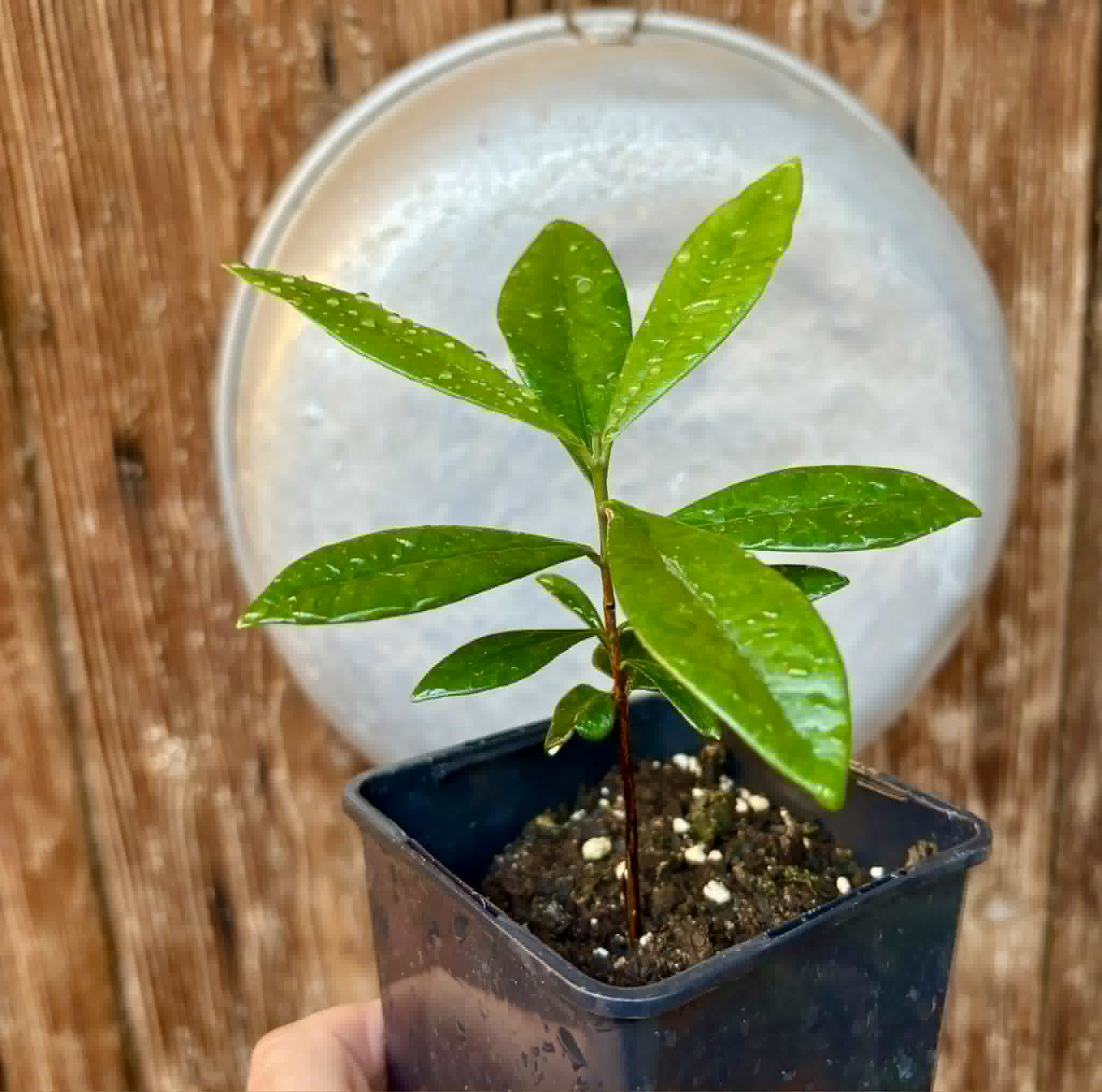 Myrcia sp Jaboticaba Bahia -  1 potted seedling / 1 getopfter Sämling