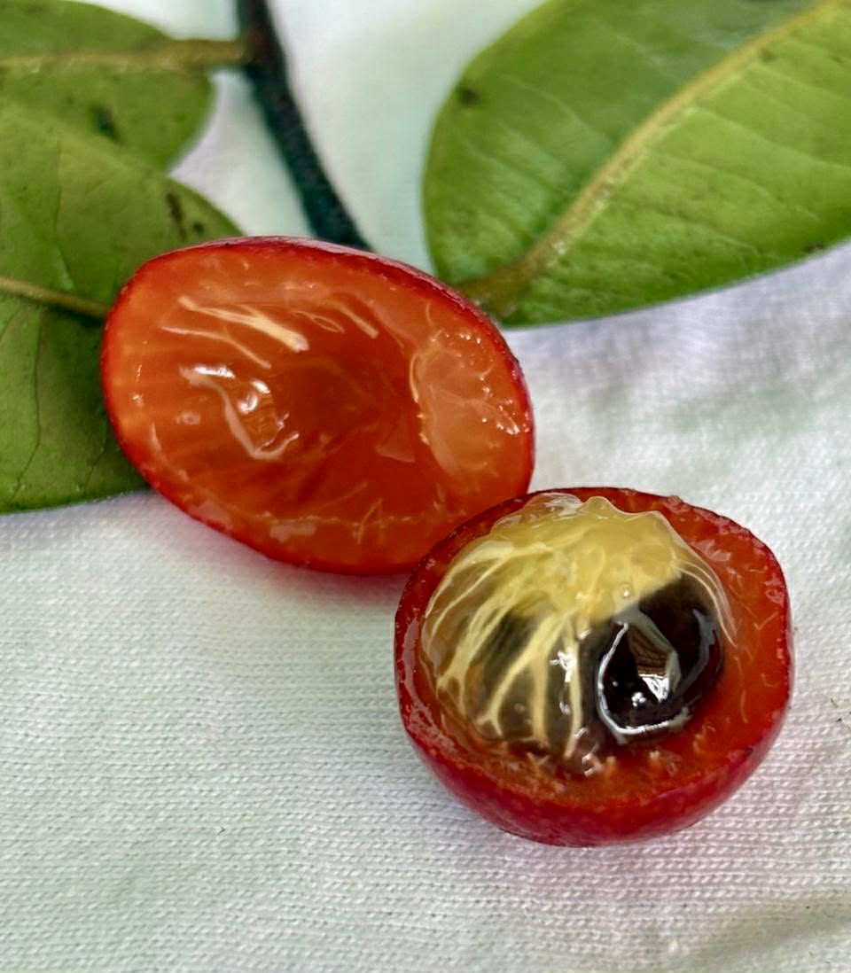 Myrciaria sp Ibirapitanga -  1 germinated seed / 1 gekeimter Samen