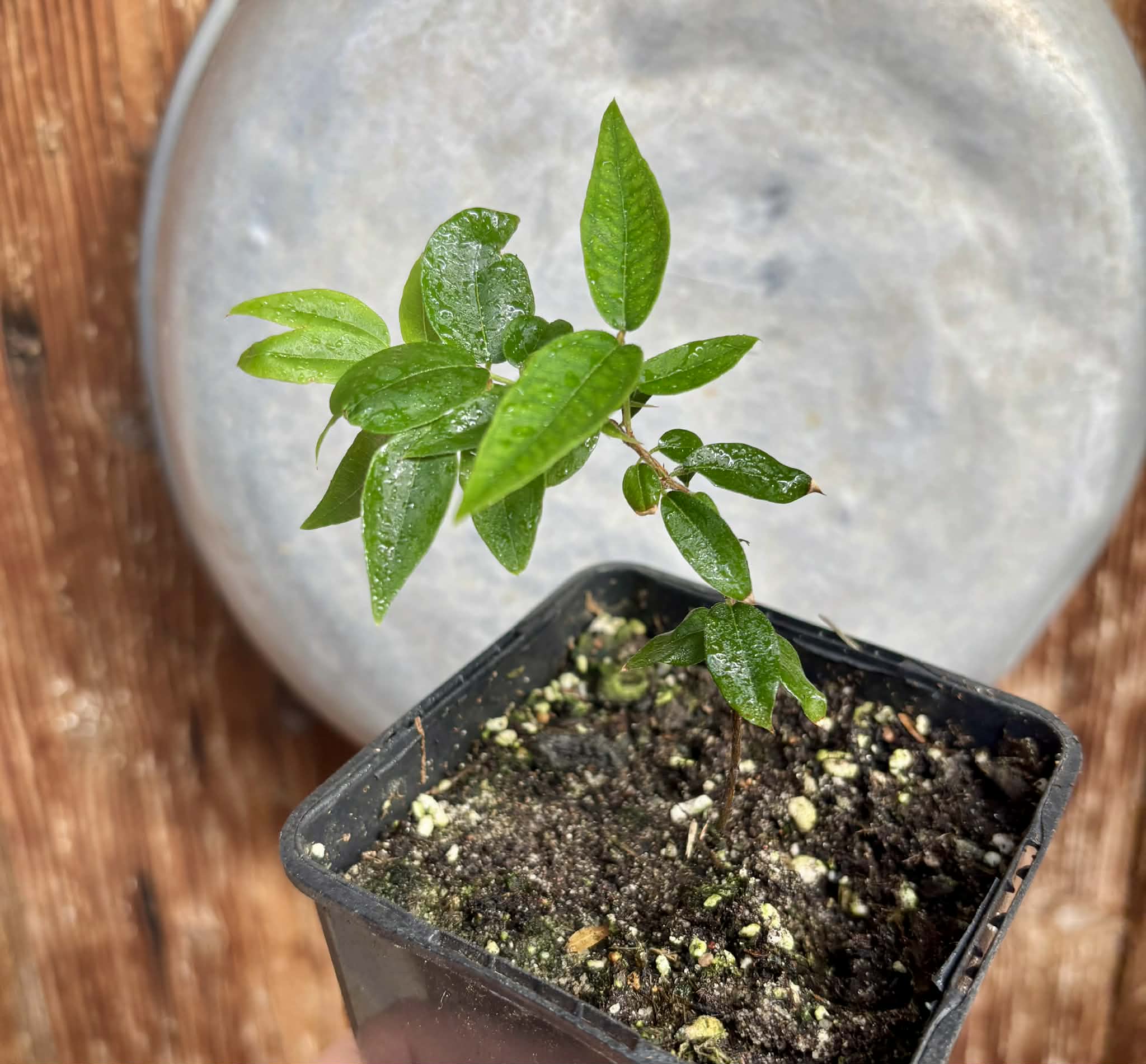 Plinia sp Lagoa black -  1 potted plant / 1 getopfte Pflanze