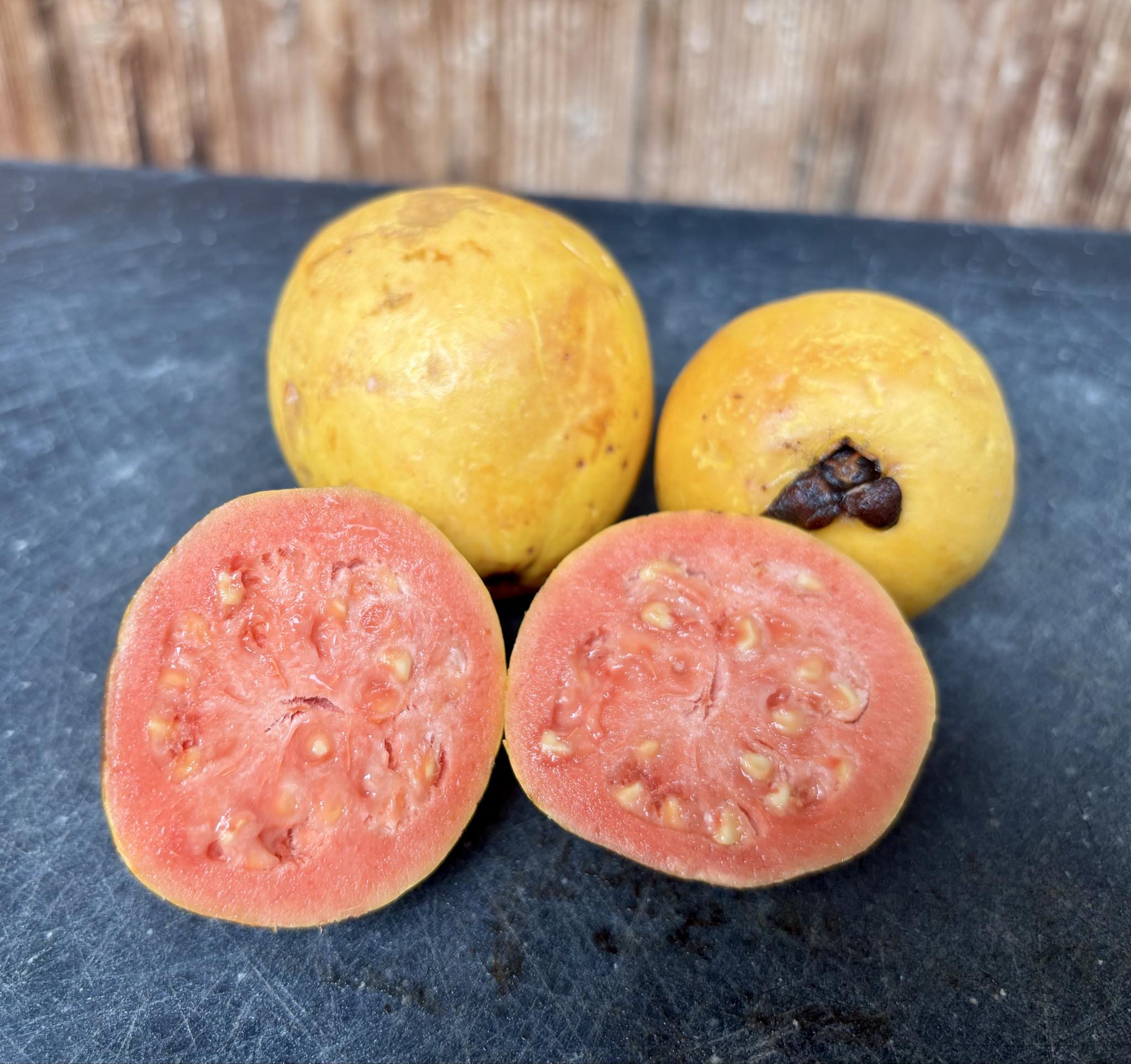 fruits after 2 years in Brasil - Psidium guajava  "Paluma"  - 3 fresh seeds / 3 frische Samen