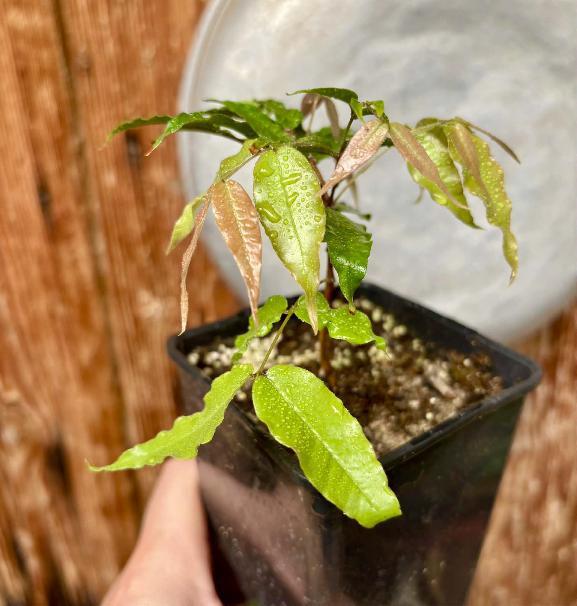 Plinia sp Dandara -  1 potted seedling / 1 getopfter Sämling