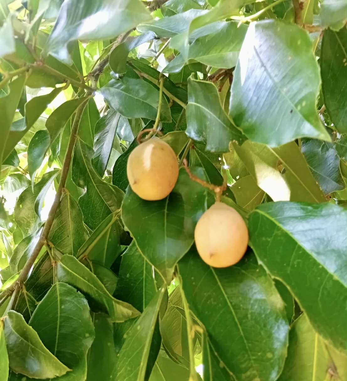 Zollernia ilicifolia - 1 fresh seed / 1 frischer Samen