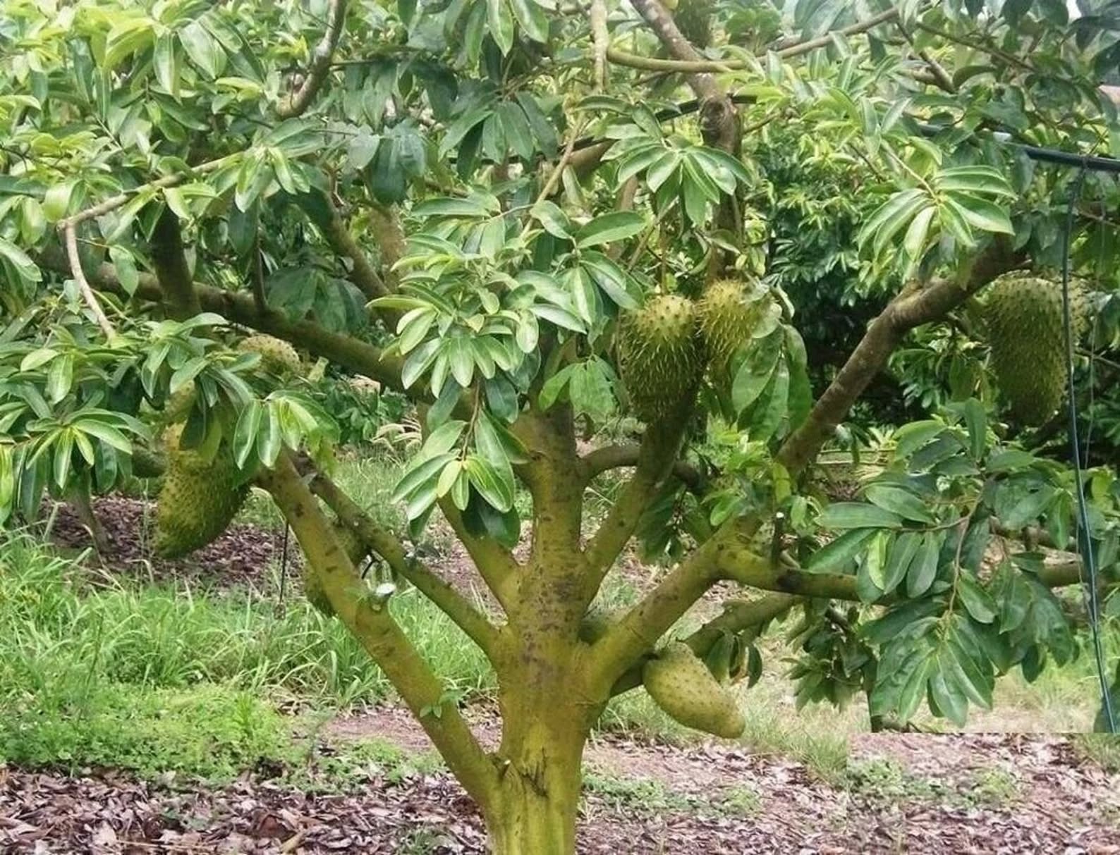 Annona muricata - Soursop / Stachelannone - 1 potted seedling / 1 getopfter Sämling