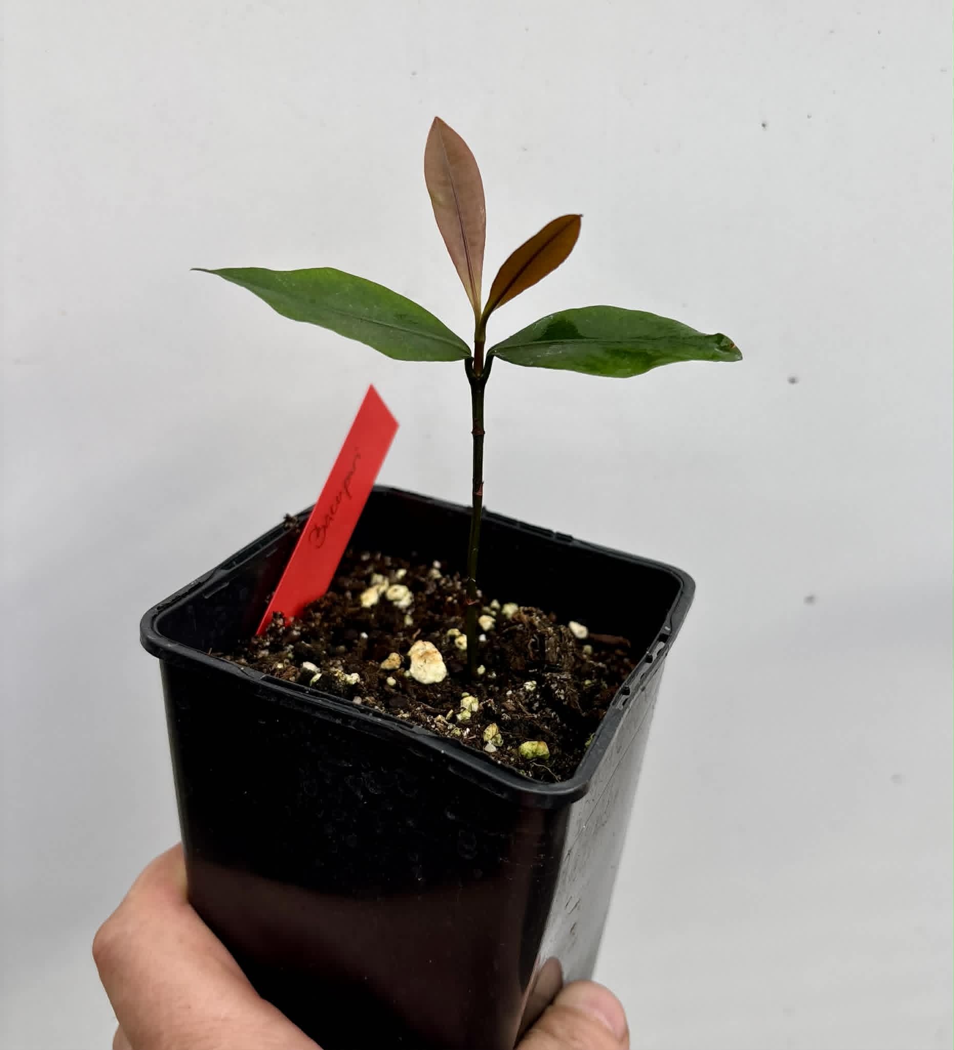 Bacupari  (Garcinia brasiliensis) -  1 potted seedling / 1 getopfter Sämling