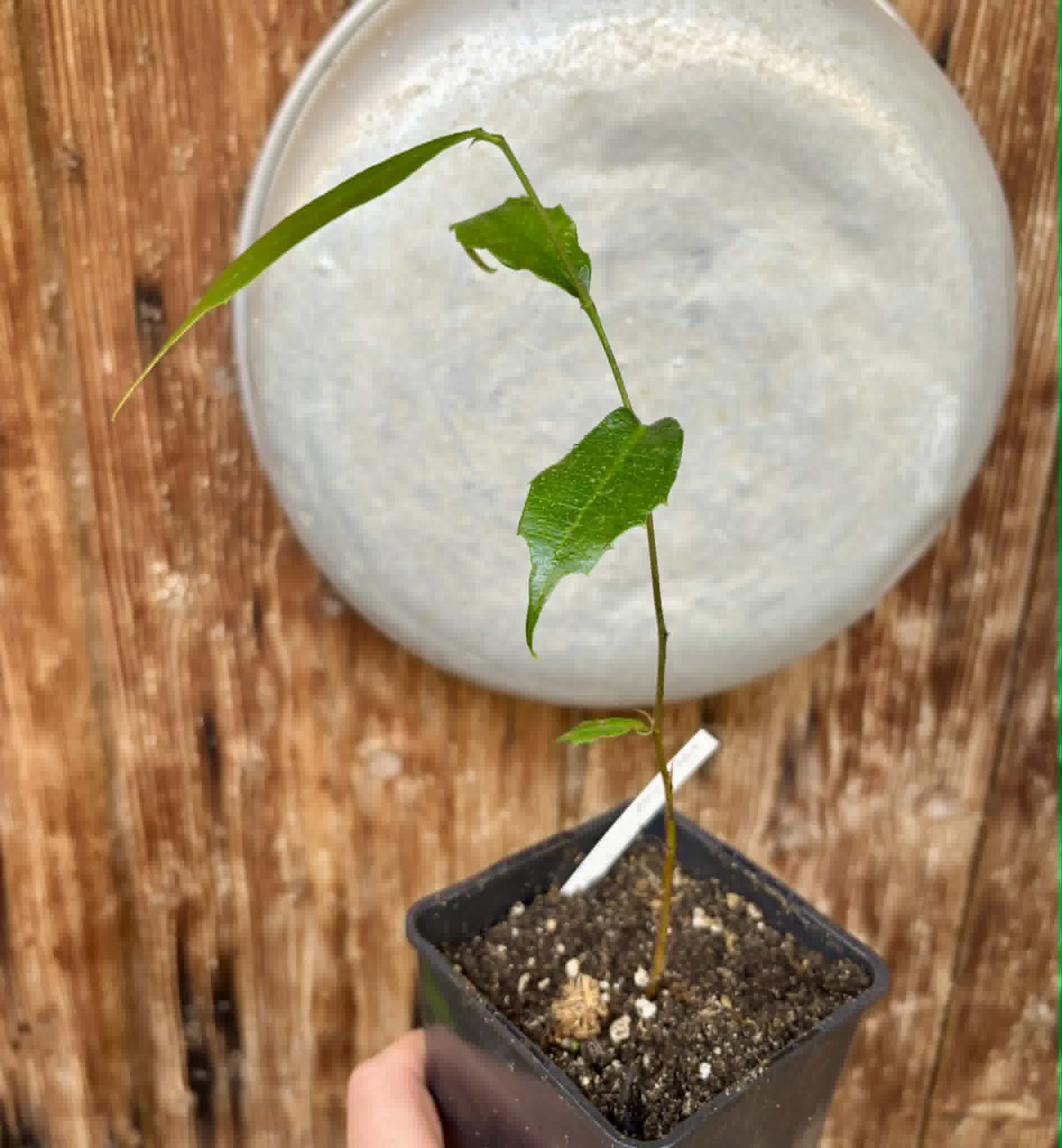 Brosimum alicastrum - Maya nut / Maya Nuss - 1 potted plant / 1 getopfte Pflanze