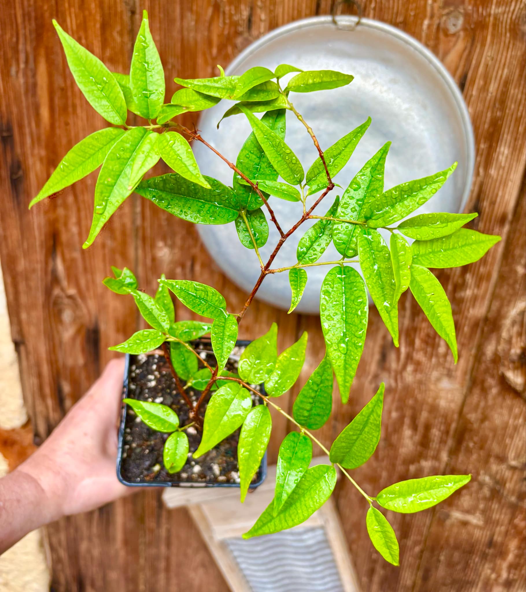 Eugenia anthropophaga - 1 potted plant / 1 getopfte Pflanze