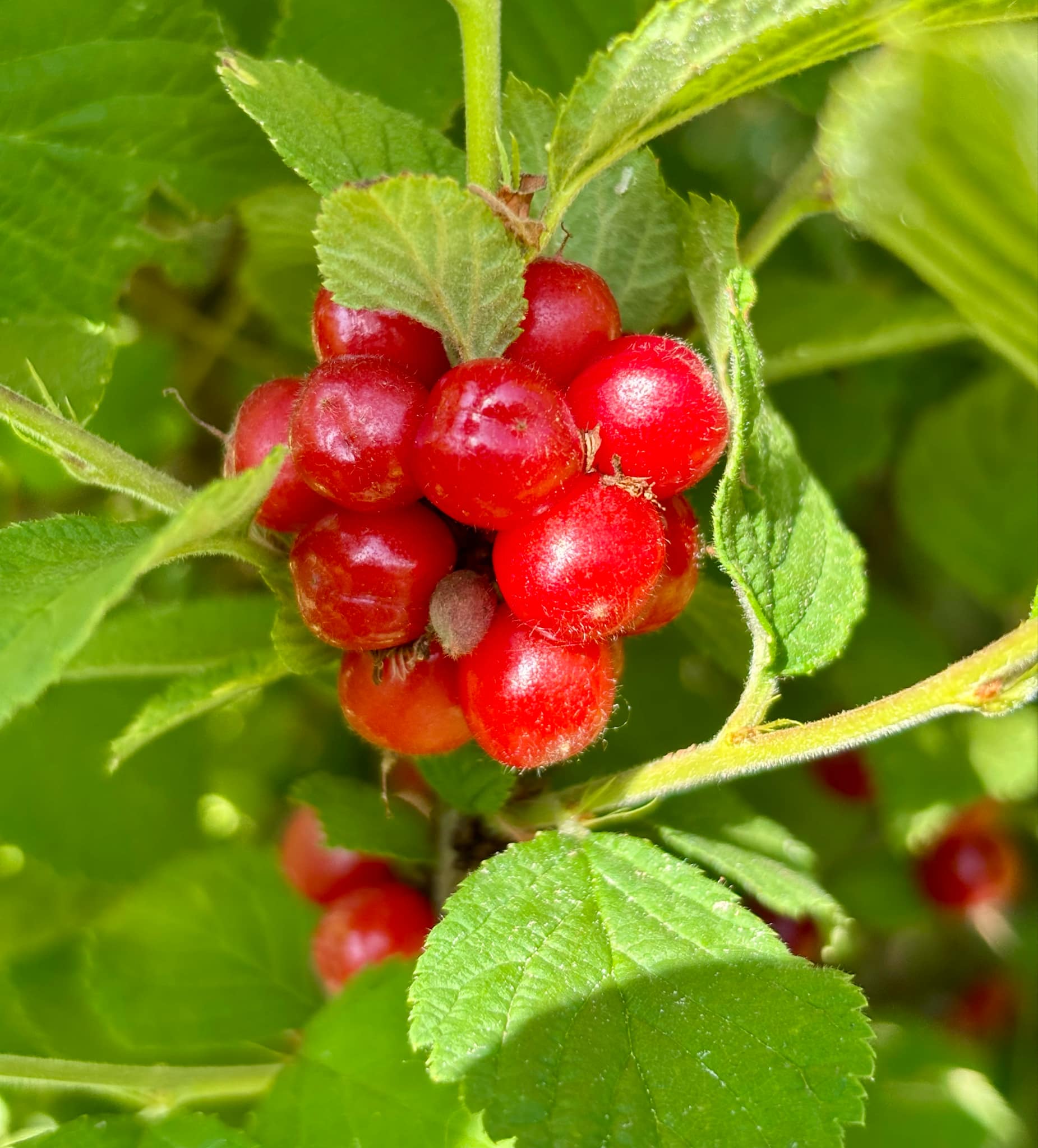 Red Nanjing Cherry (Prunus tomentosa) - 10 fresh seeds / 10 frische Samen