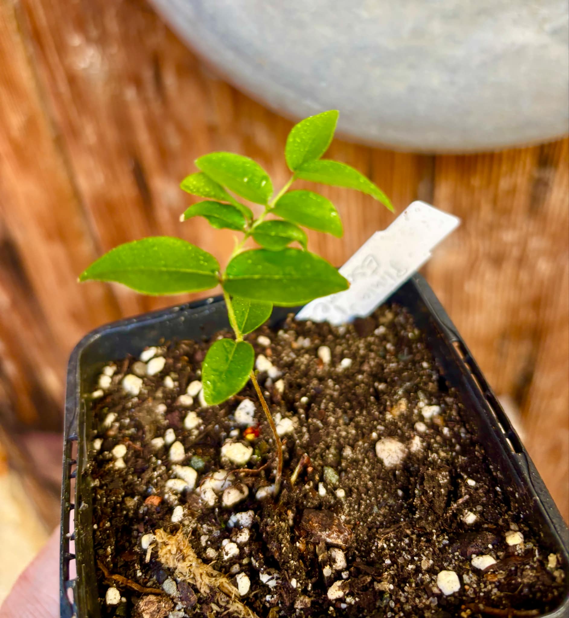Jaboticaba - Plinia sp Esarme -  1 small potted seedling / 1 kleiner, getopfter Sämling
