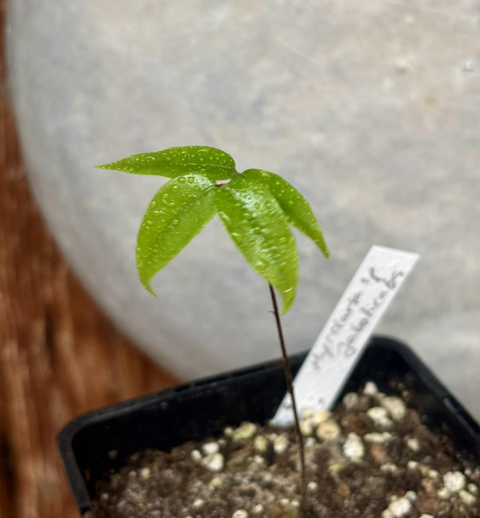 Myrciaria sp Jaboticaba - 1 potted plant / 1 getopfte Pflanze