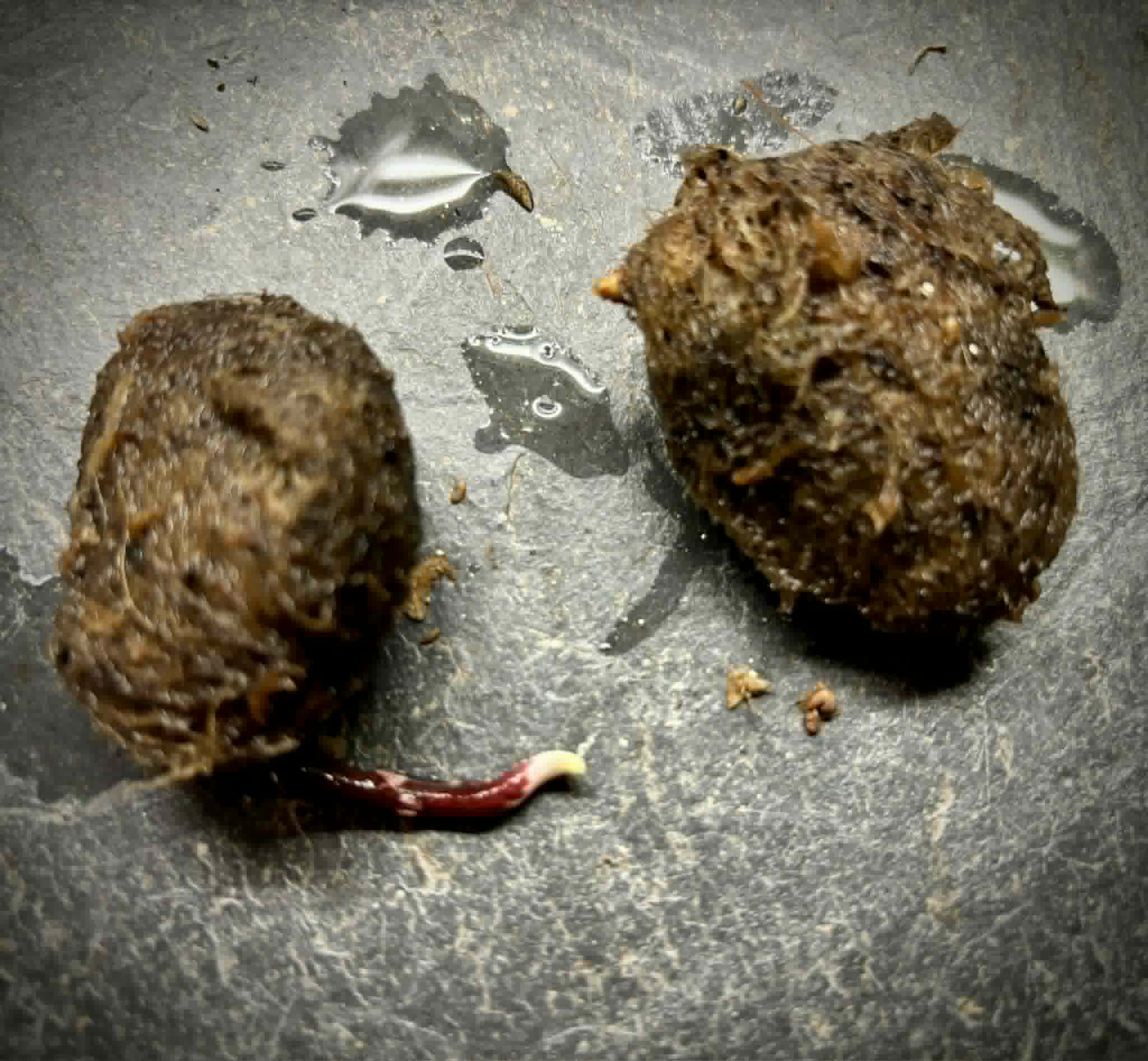 Mangifera quadrifida - 1 germinated seed / 1 gekeimter Samen