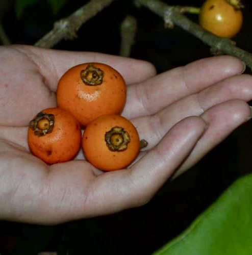 Mouriri grandiflora - Rare exotic plant - Seltene exotische Pflanze