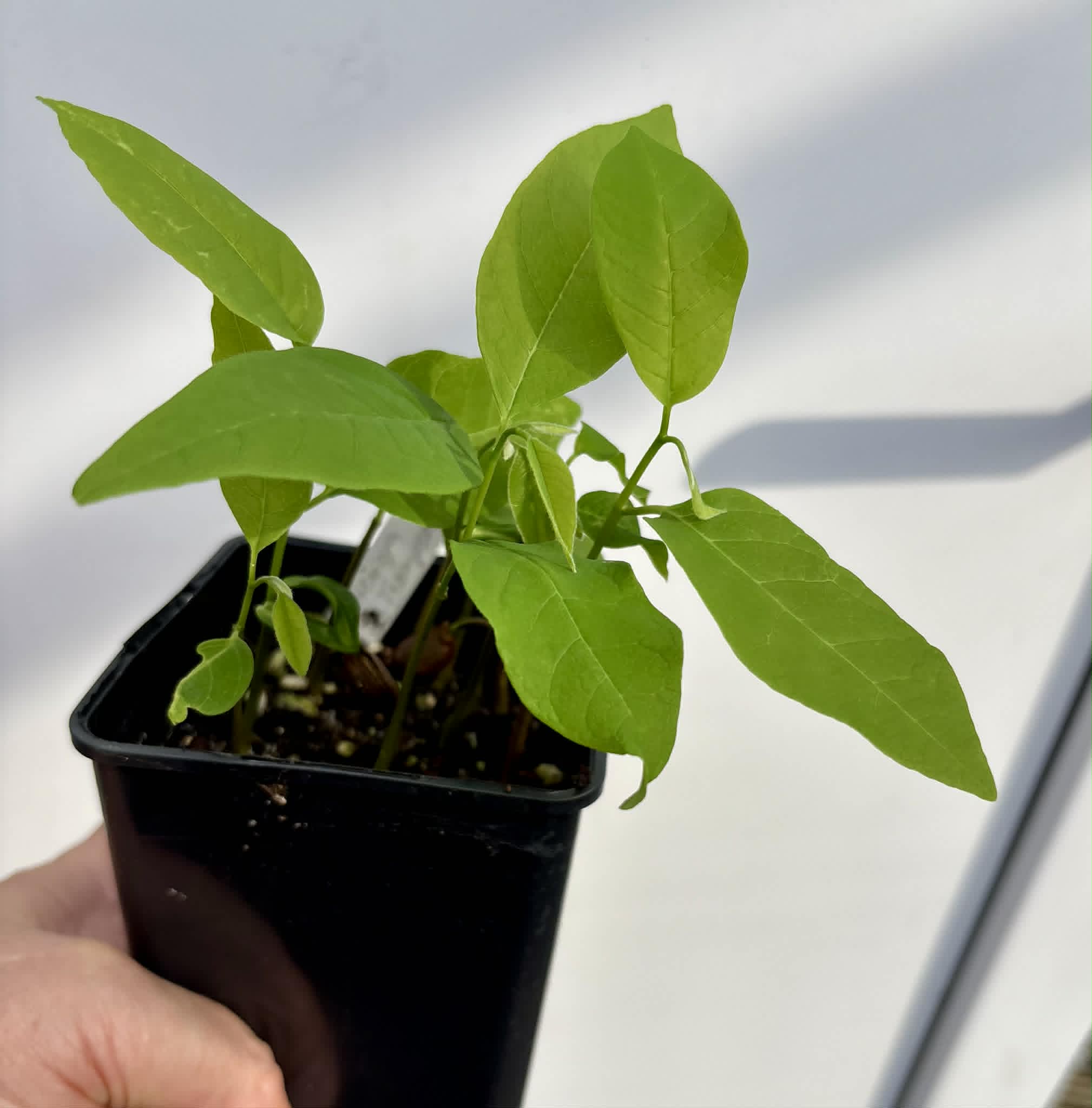 10 in 1 pot - Atemoya Thompson - 10 seedlings in one pot / 10 Sämlinge in einem Topf