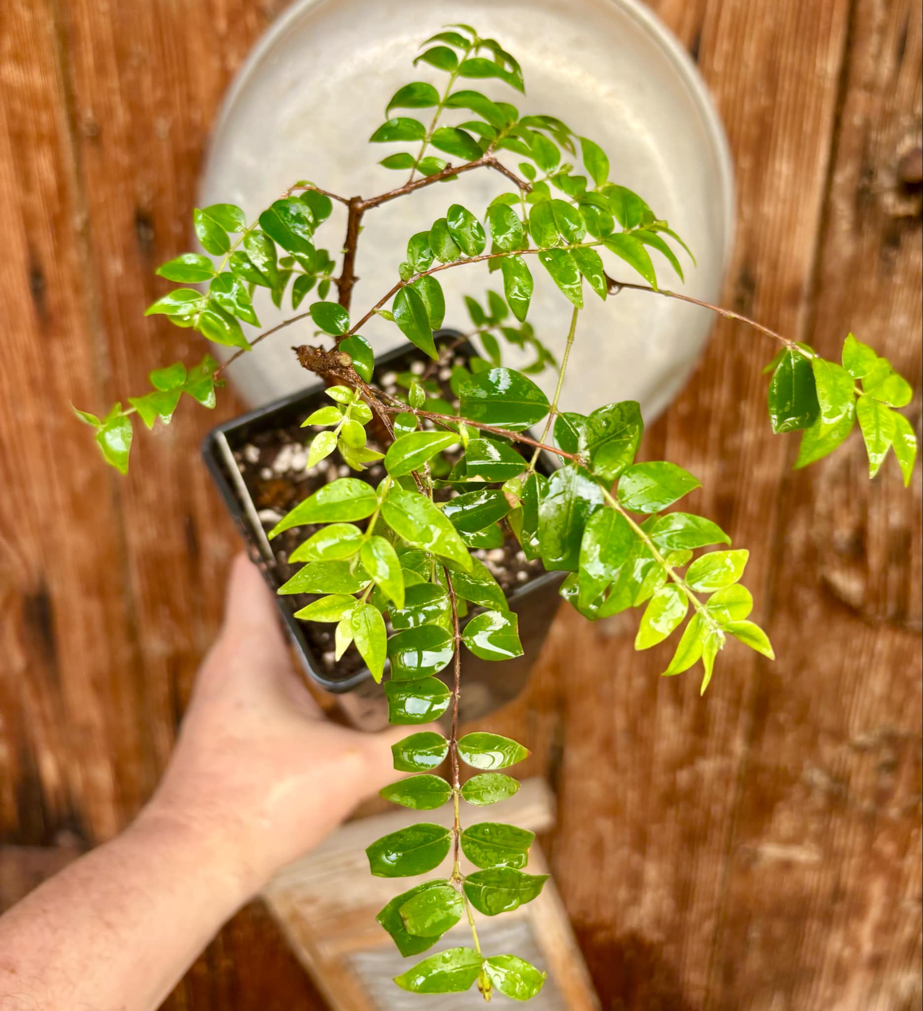 Myrciaria floribunda black - 1 potted plant / 1 getopfte Pflanze Myrciaria floribunda black - 1 potted plant / 1 getopfte Pflanze