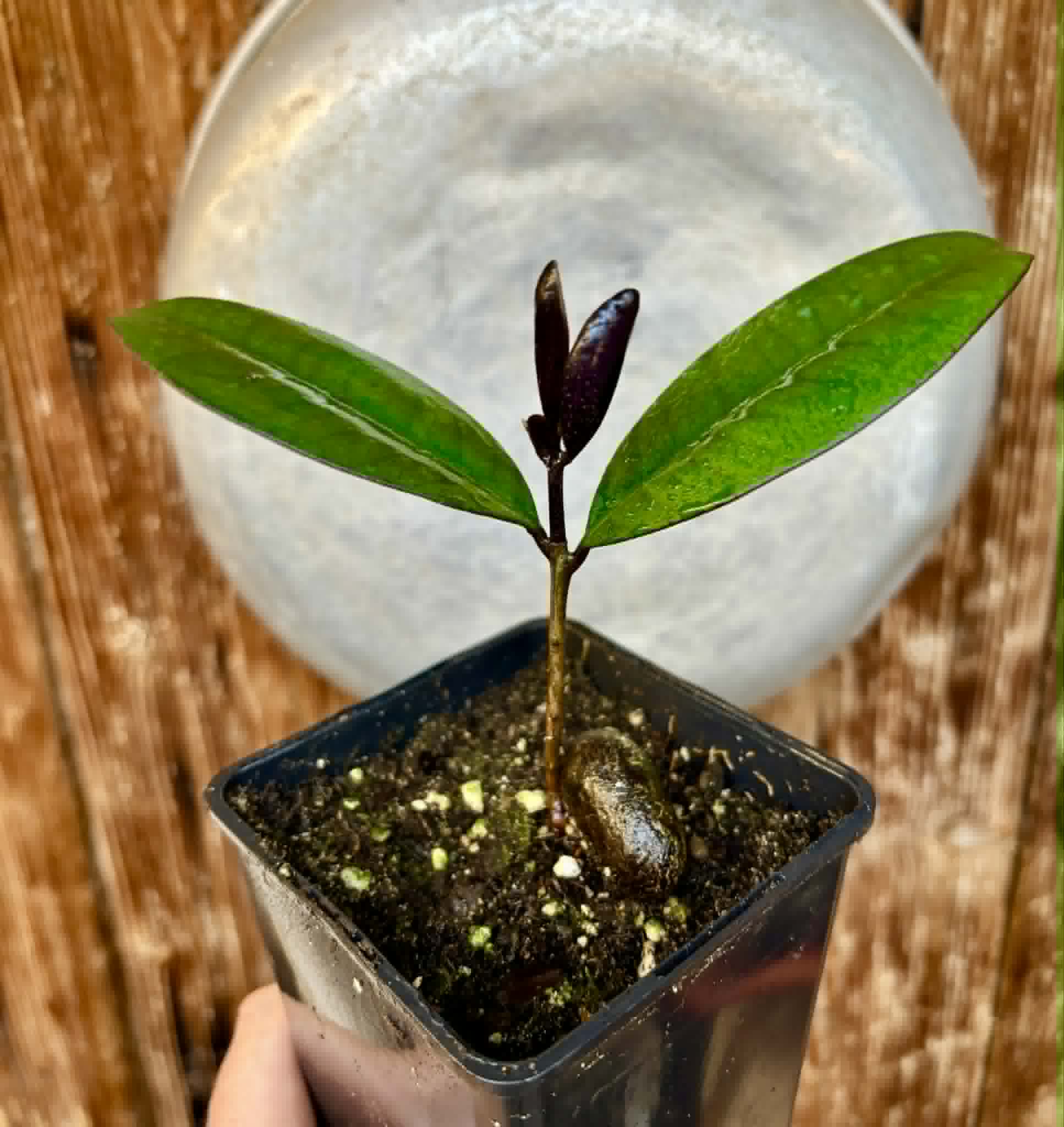 Eugenia sp Essencia negra - 1 potted seedling / 1 getopfter Sämling