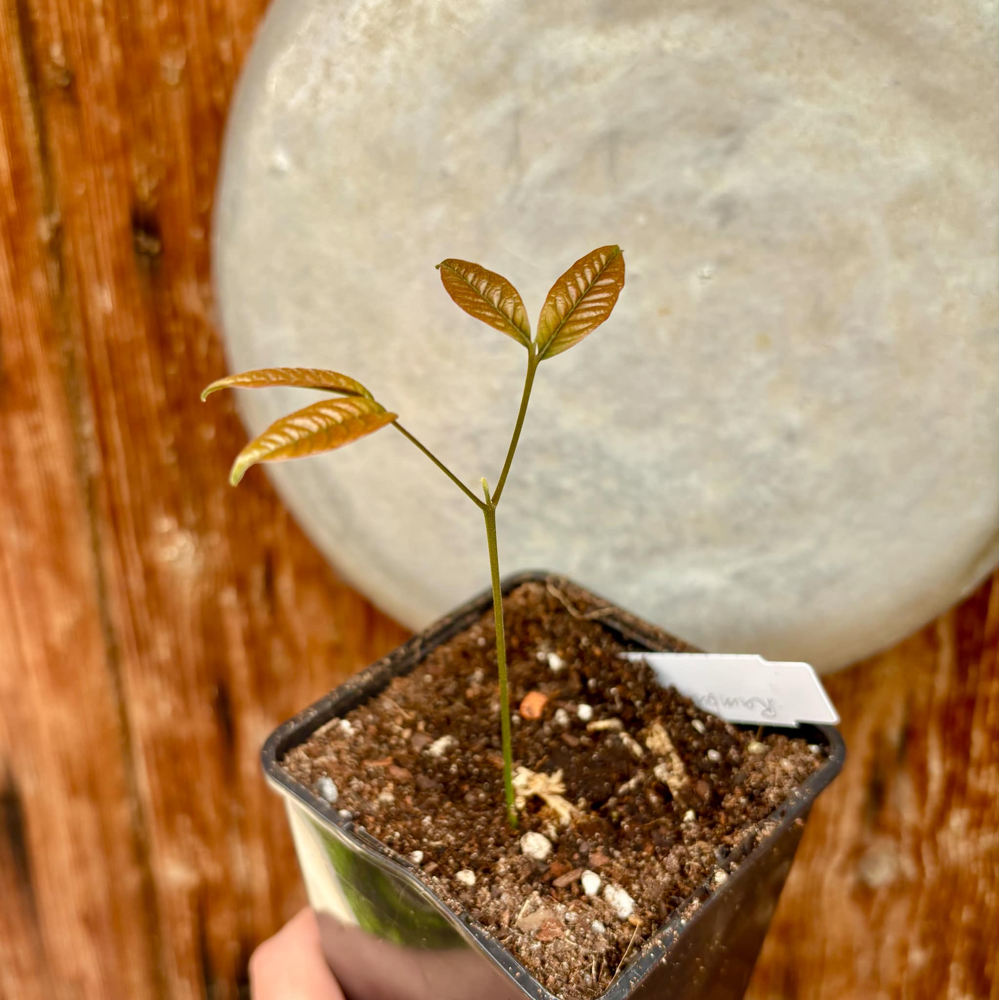 Nephelium lappaceum - Rambutan - 1 small potted seedling / 1 kleiner, getopfter Sämling