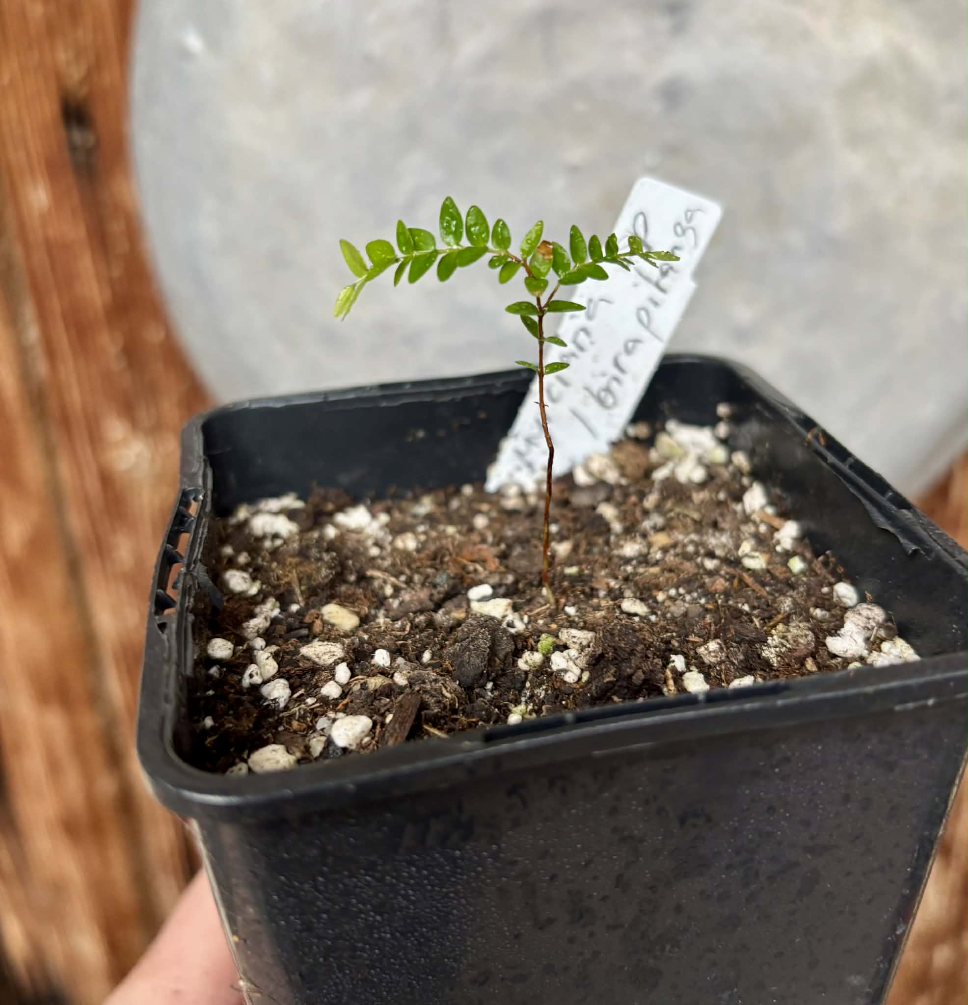 Myrciaria sp Ibirapitanga -  1 potted seedling / 1 getopfter Sämling