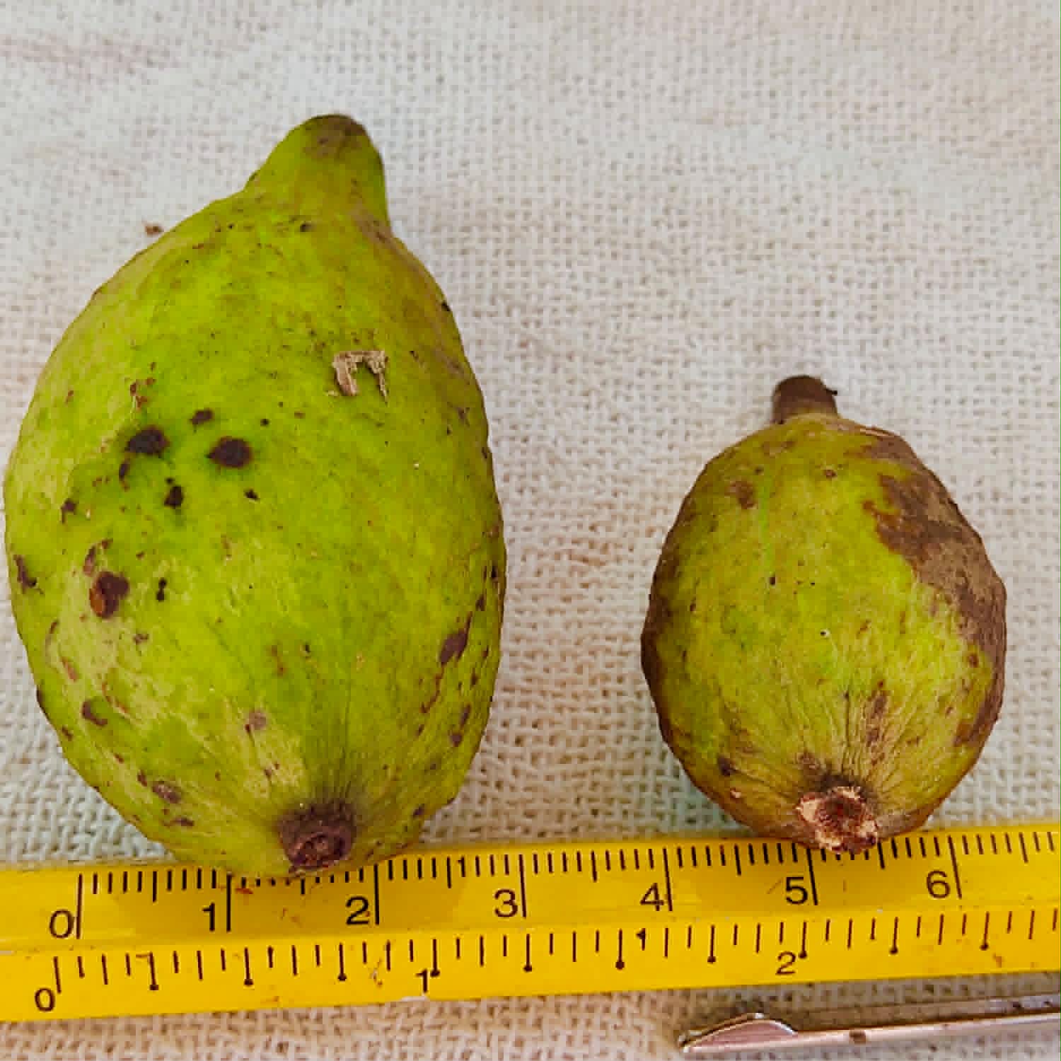 Pre Order - Eugenia sp Bananinha - 1 fresh seed / 1 frischer Samen