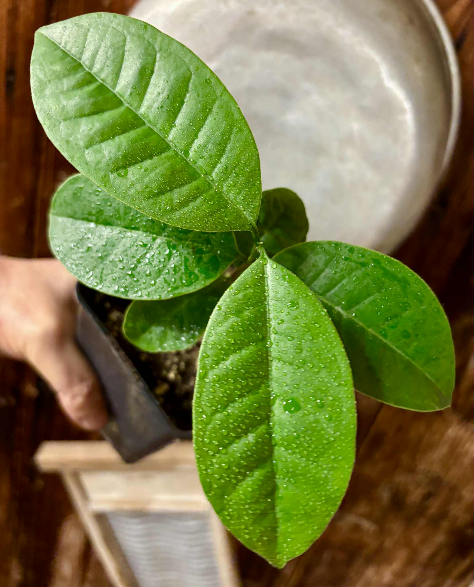Eugenia bahiensis  - 1 potted plant / 1 getopfte Pflanze