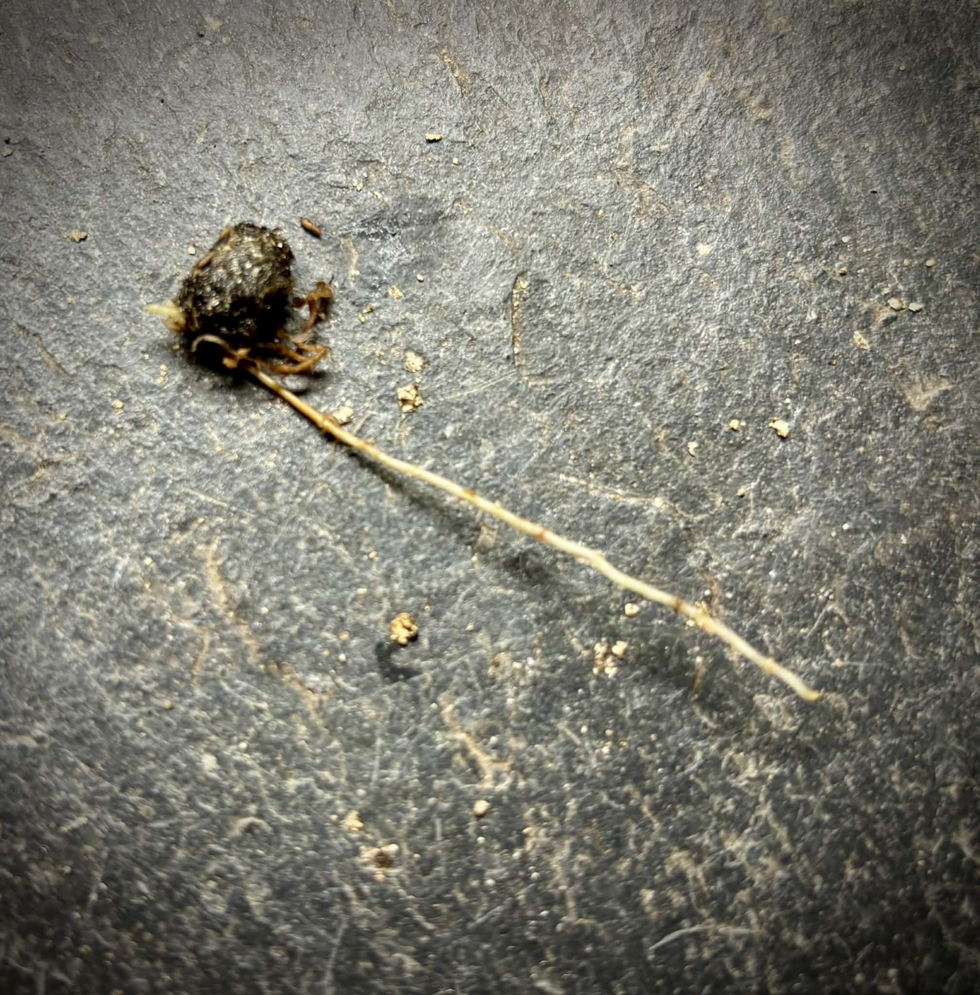last seed - Myrciaria guaquiea - 1 germinated seed / 1 gekeimter Samen
