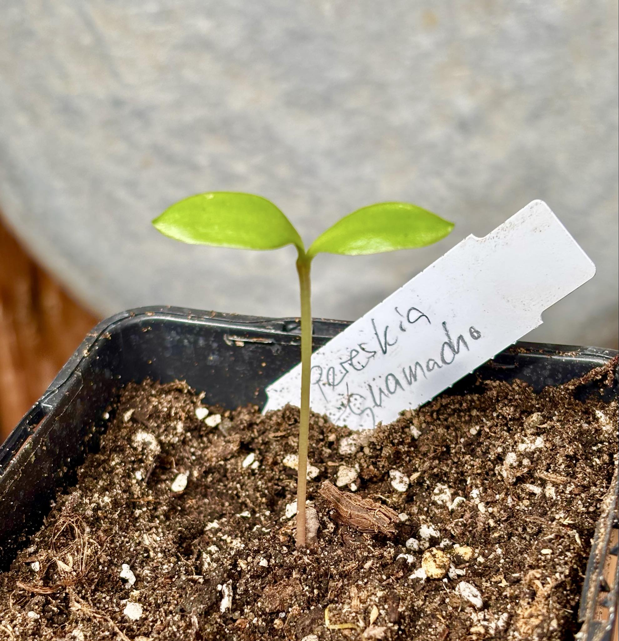 Guamacho (Pereskia guamacho) - Leuenbergeria guamacho - 1 potted seedling / 1 getopfter Sämling